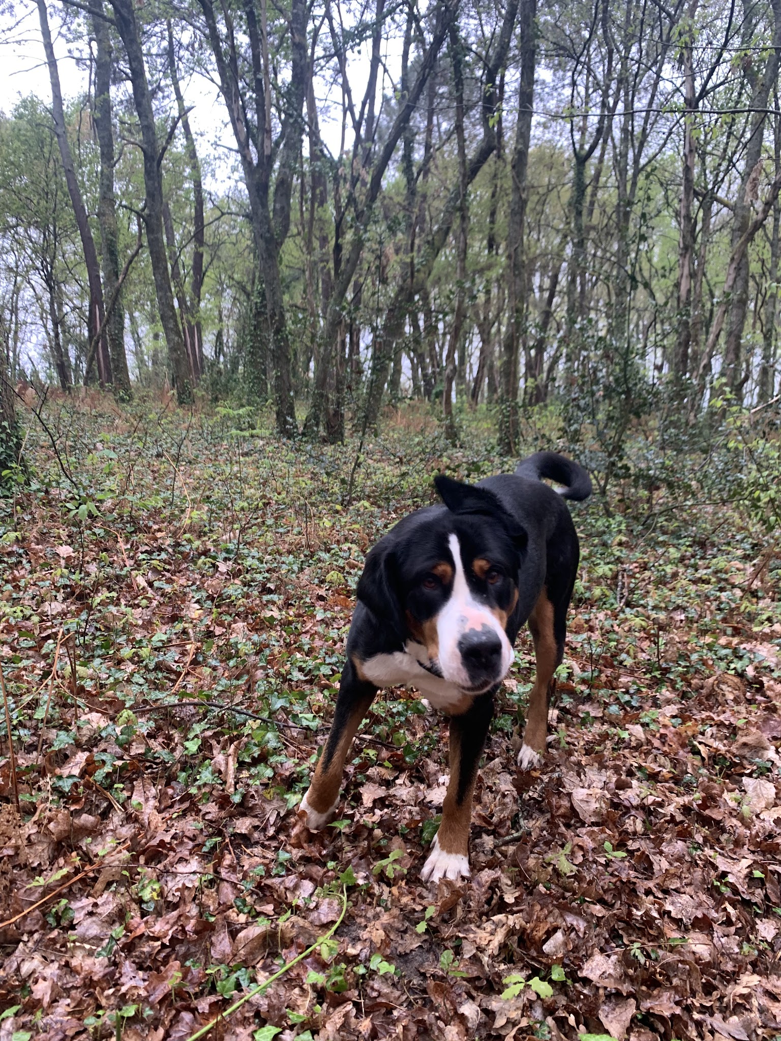 Les Compagnons de Callen (pension canine et féline, éducation) — photo