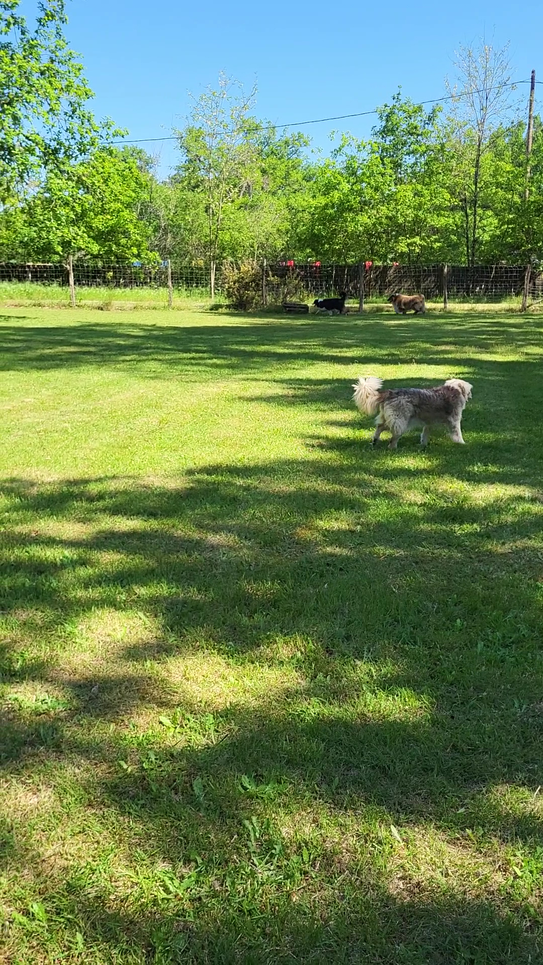 Les Compagnons de Callen (pension canine et féline, éducation) — photo