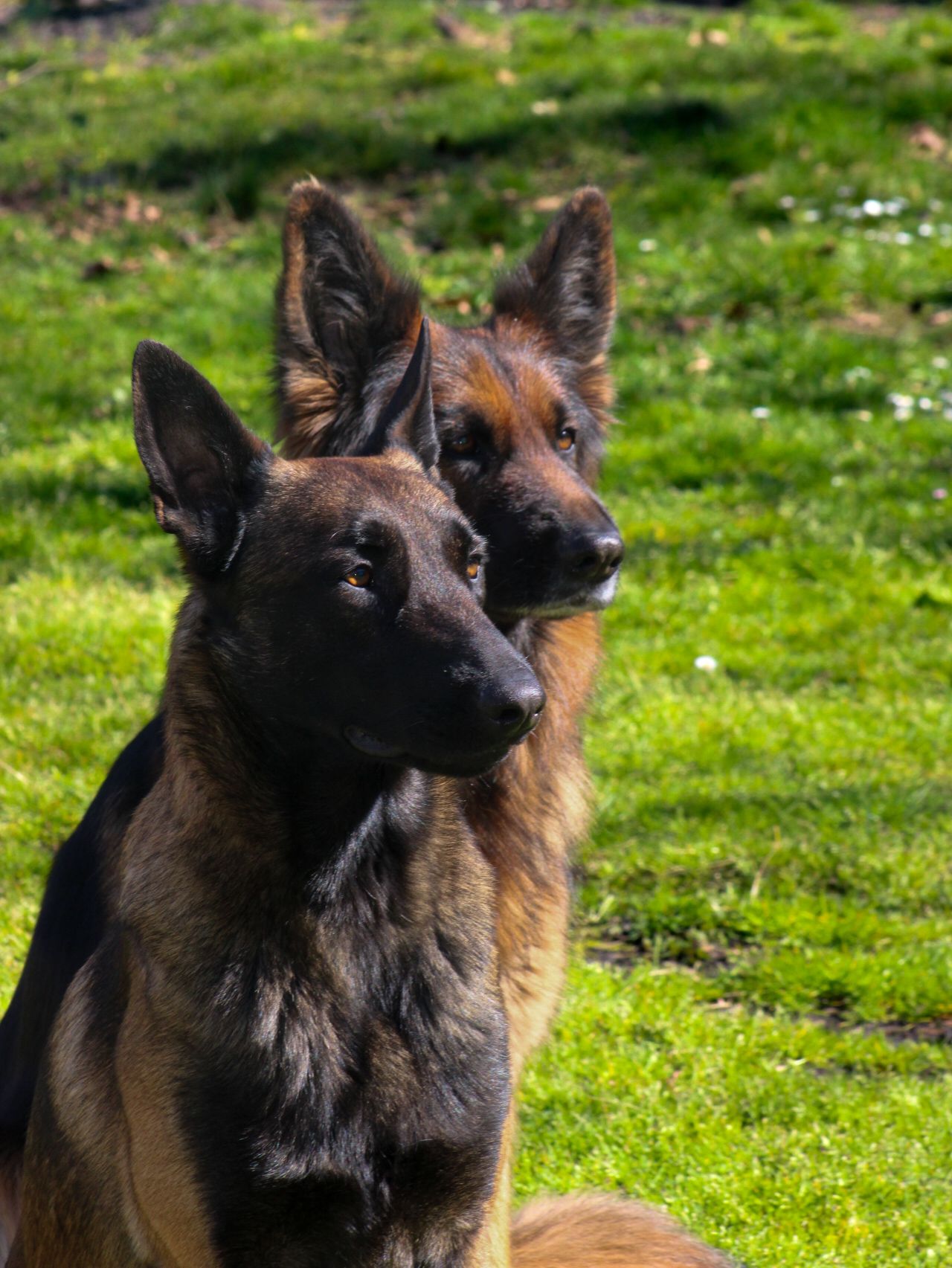 Les Compagnons de Callen (pension canine et féline, éducation) — photo