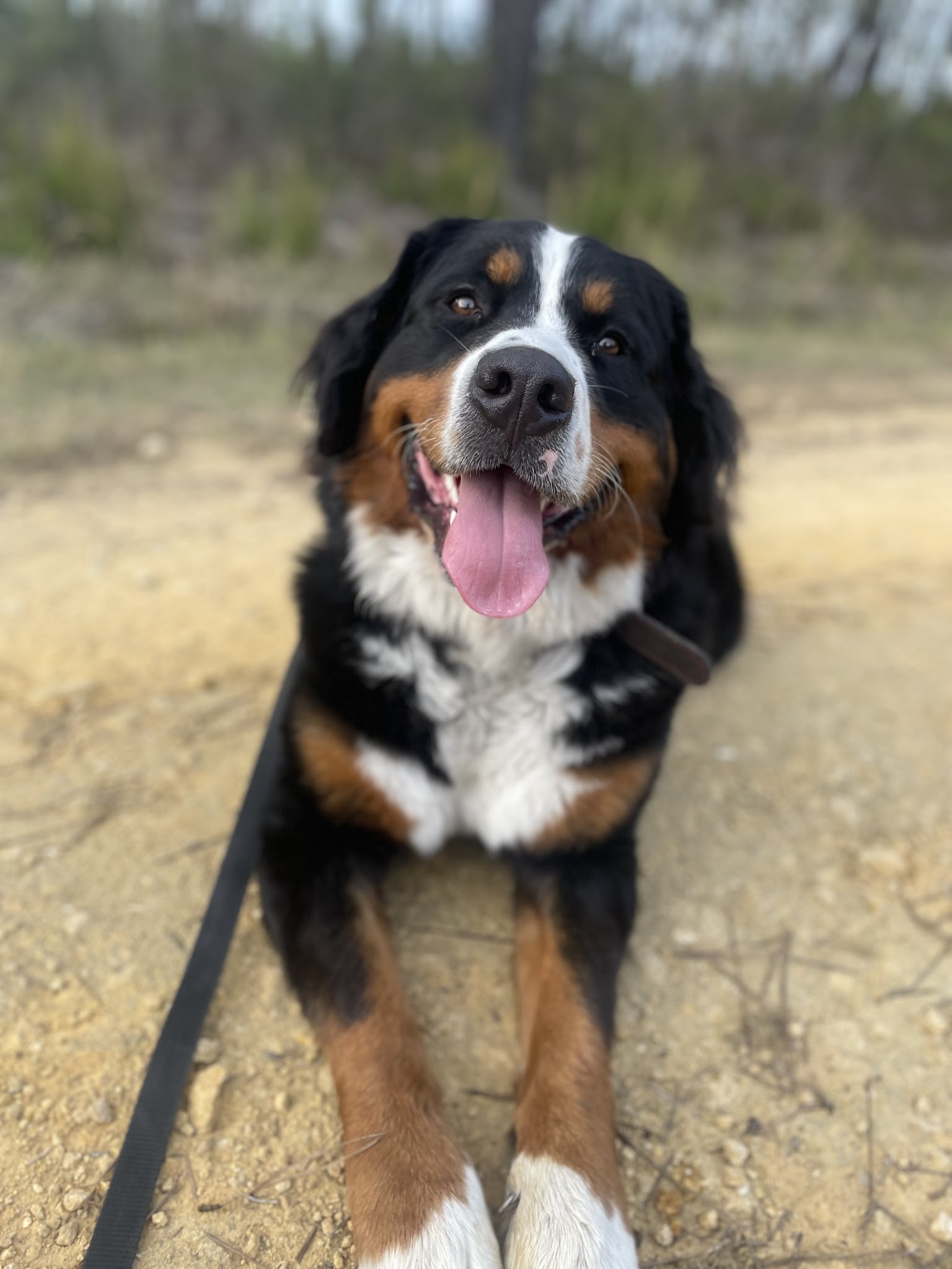 Les Compagnons de Callen (pension canine et féline, éducation) — photo