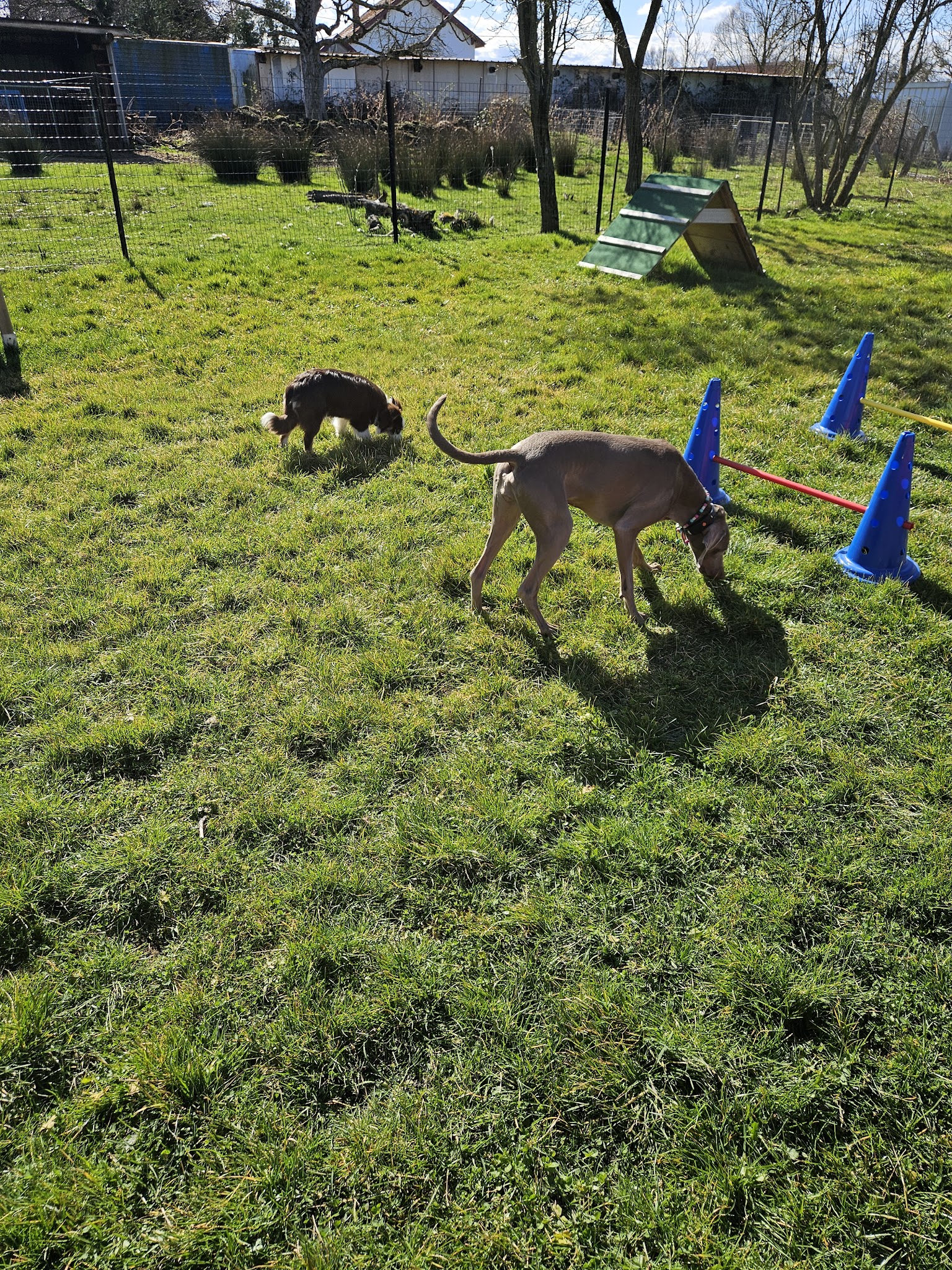 La Sphère Canine — photo