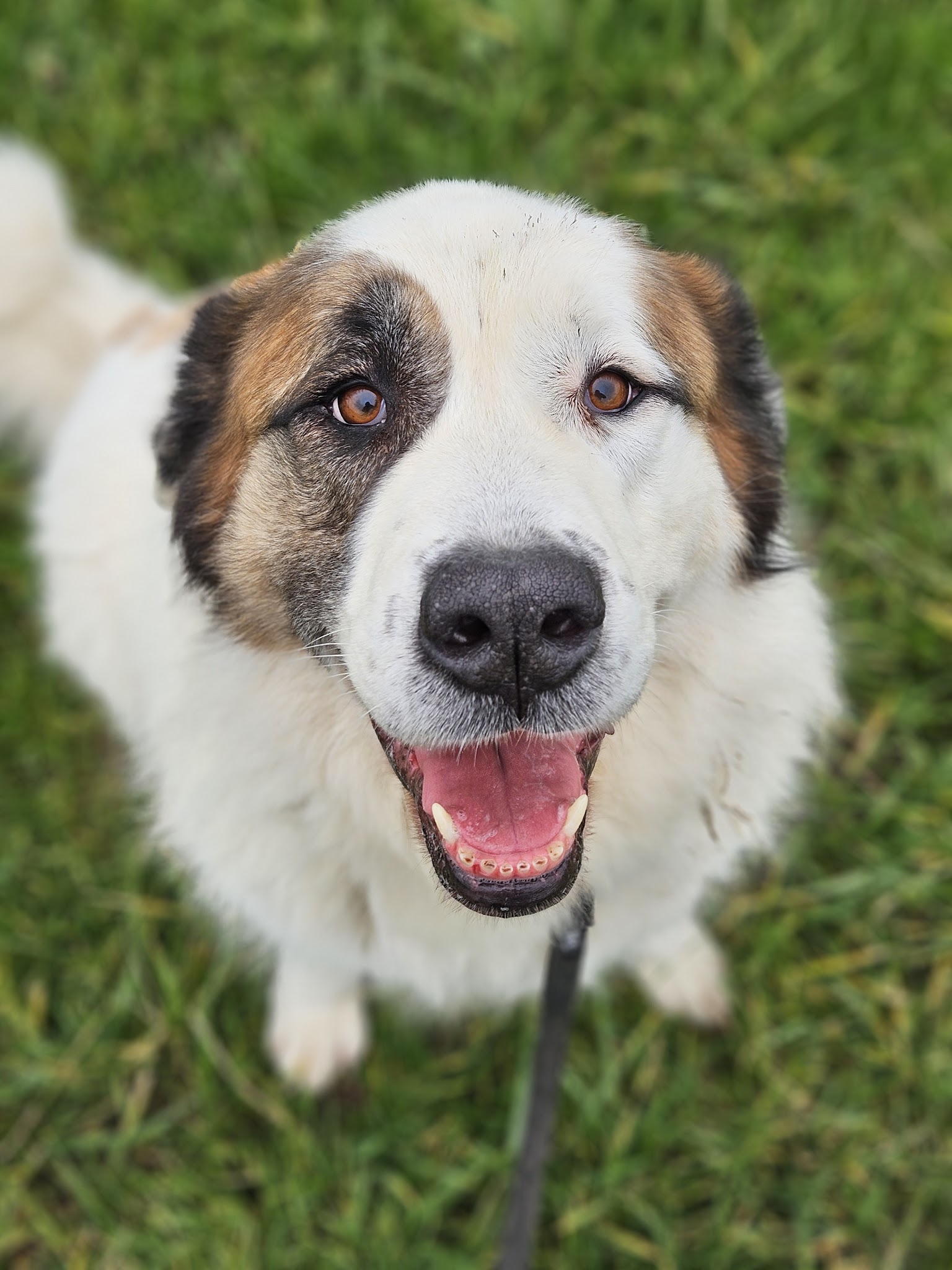 La Sphère Canine — photo