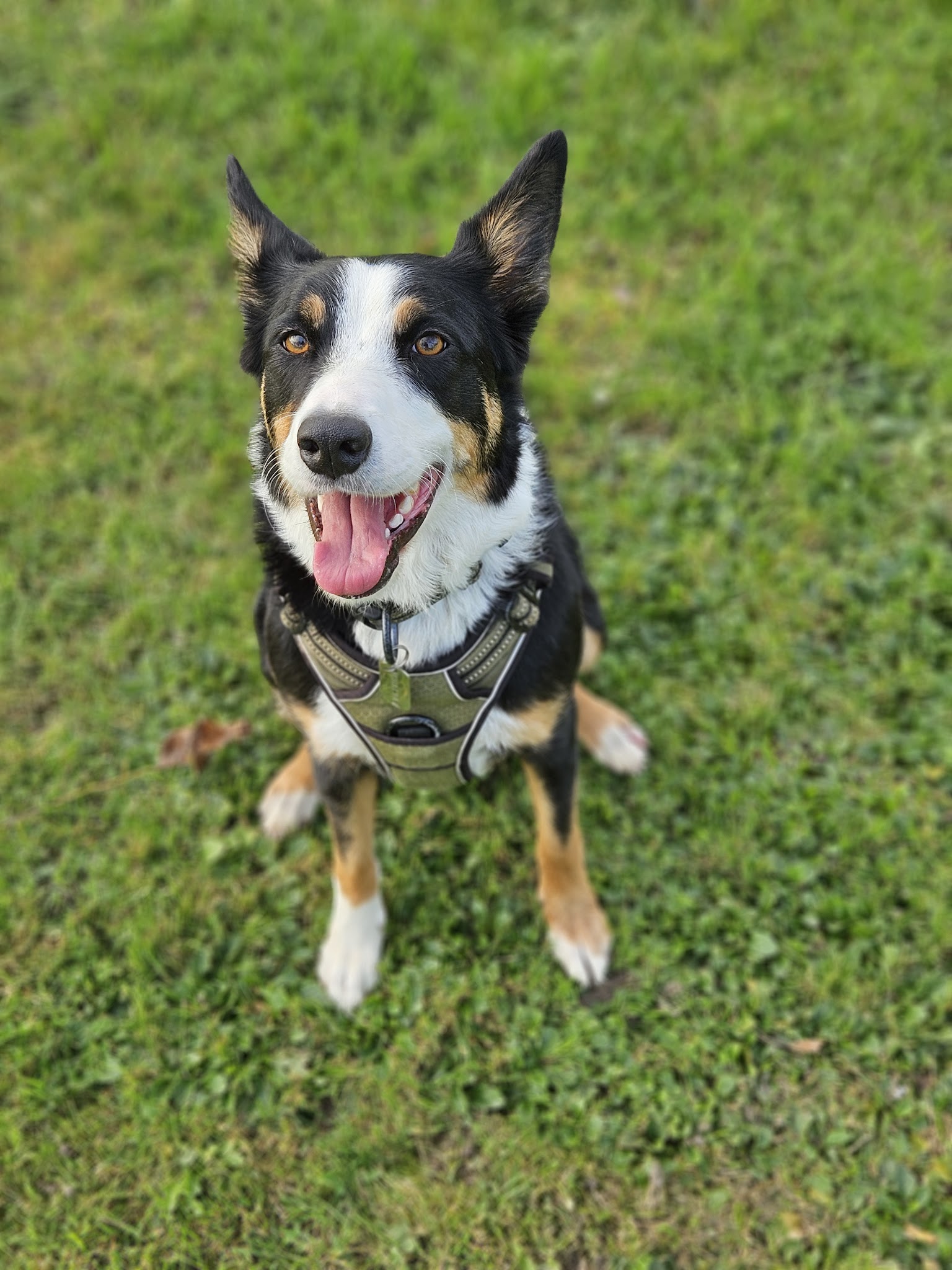 La Sphère Canine — photo