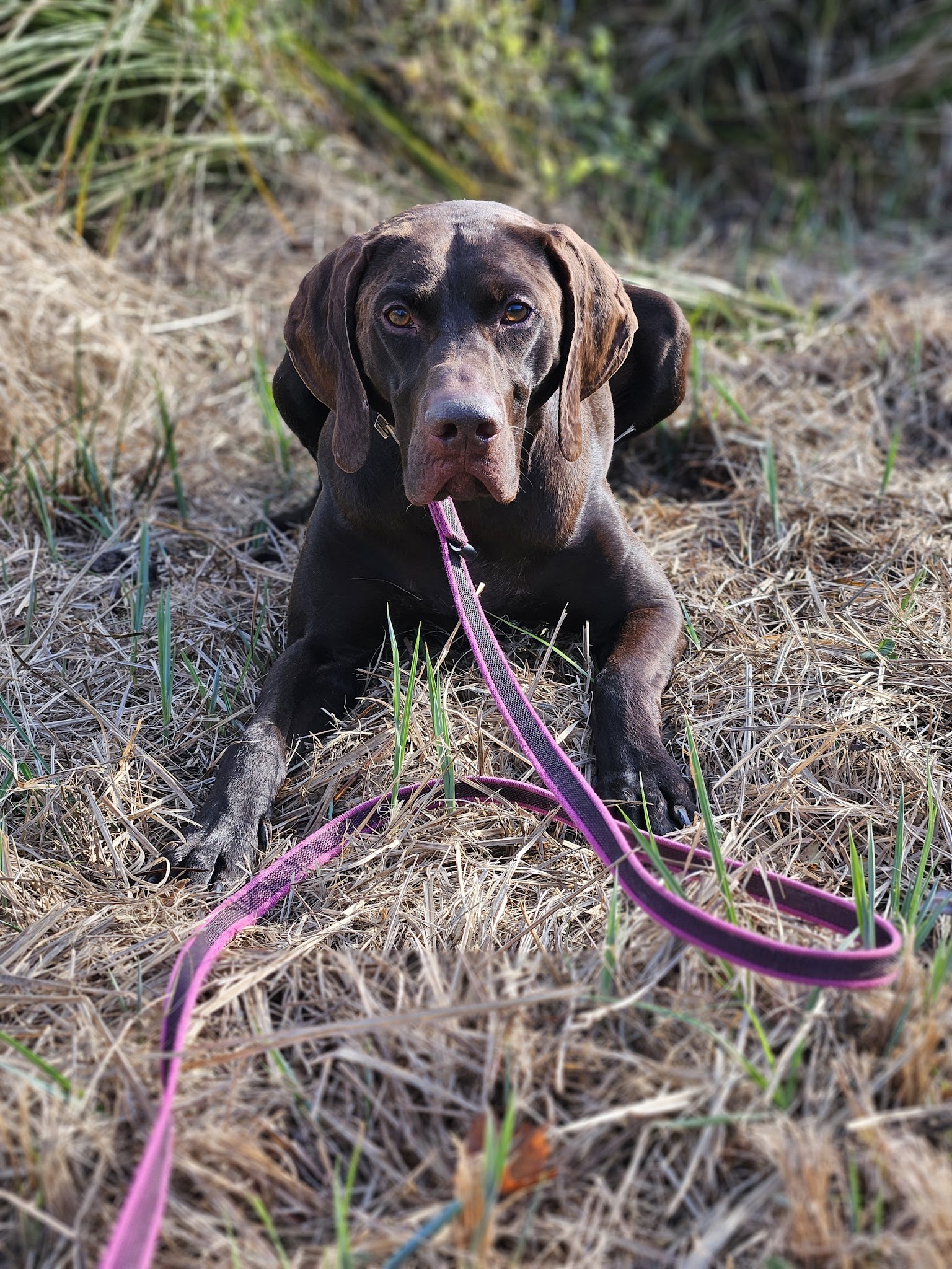 La Sphère Canine — photo