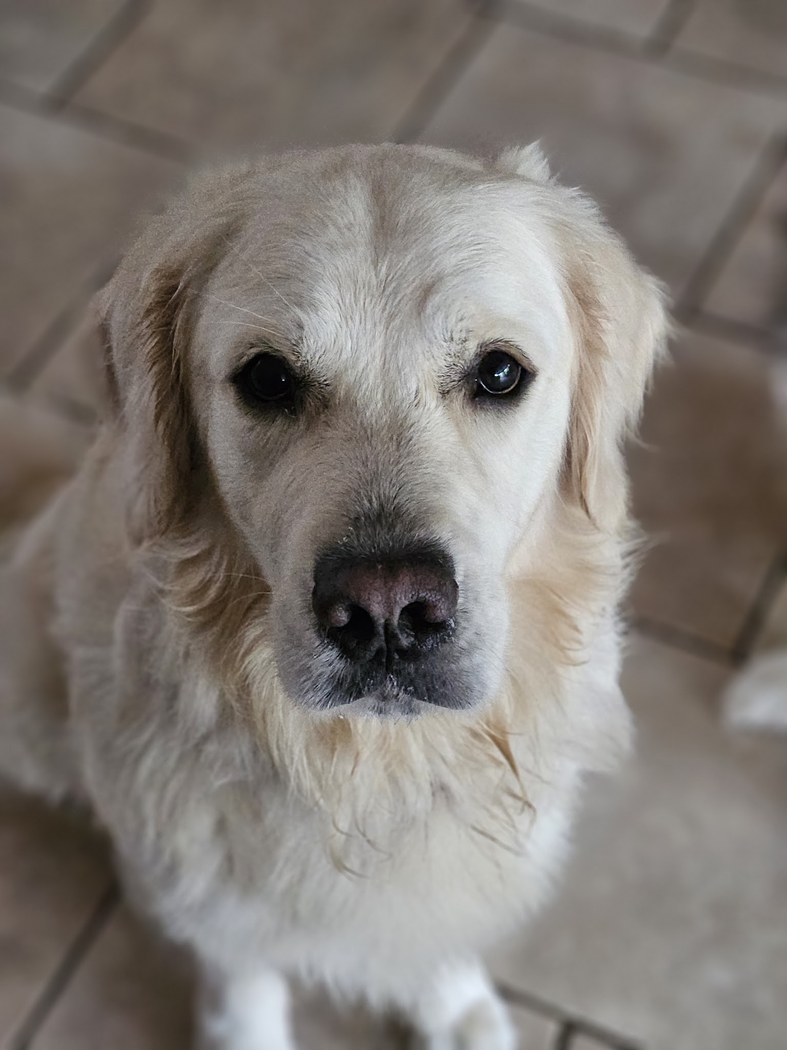 La Sphère Canine