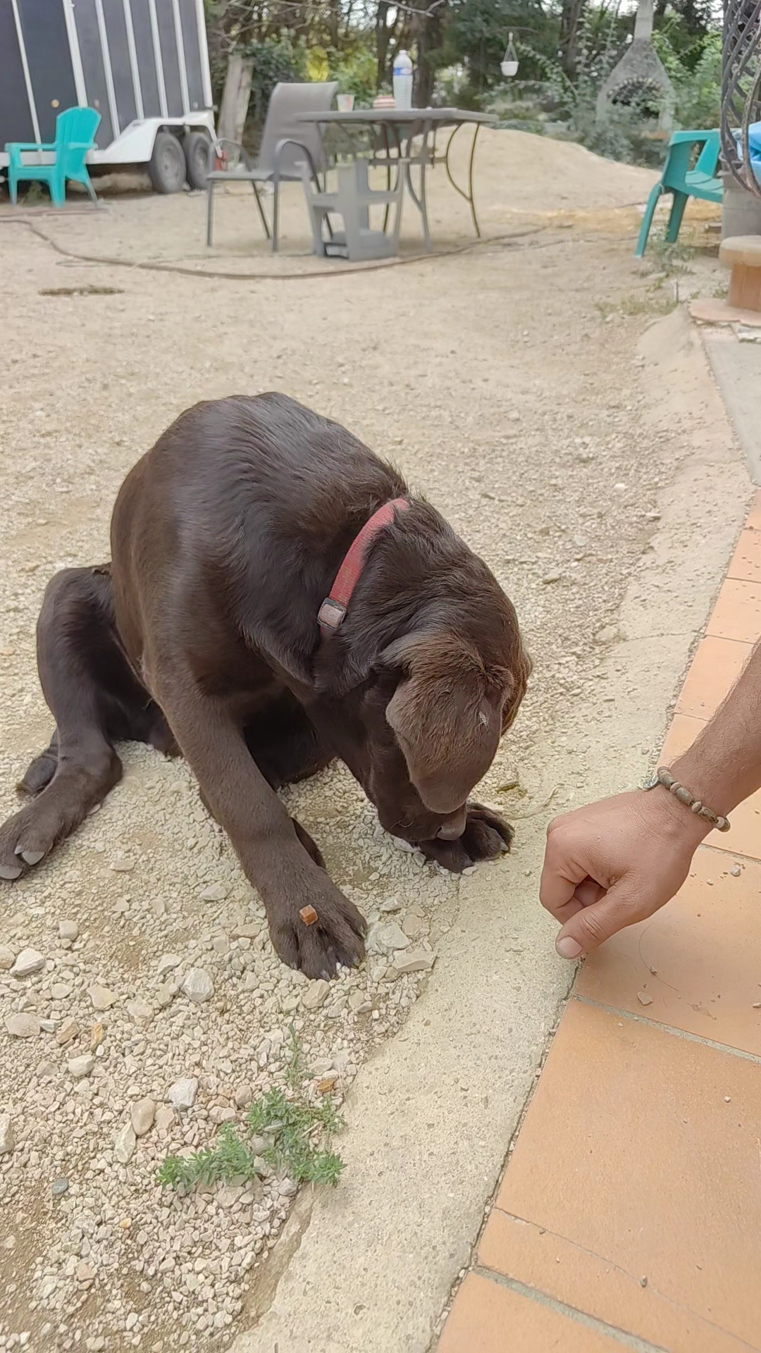 Help Educanine — photo