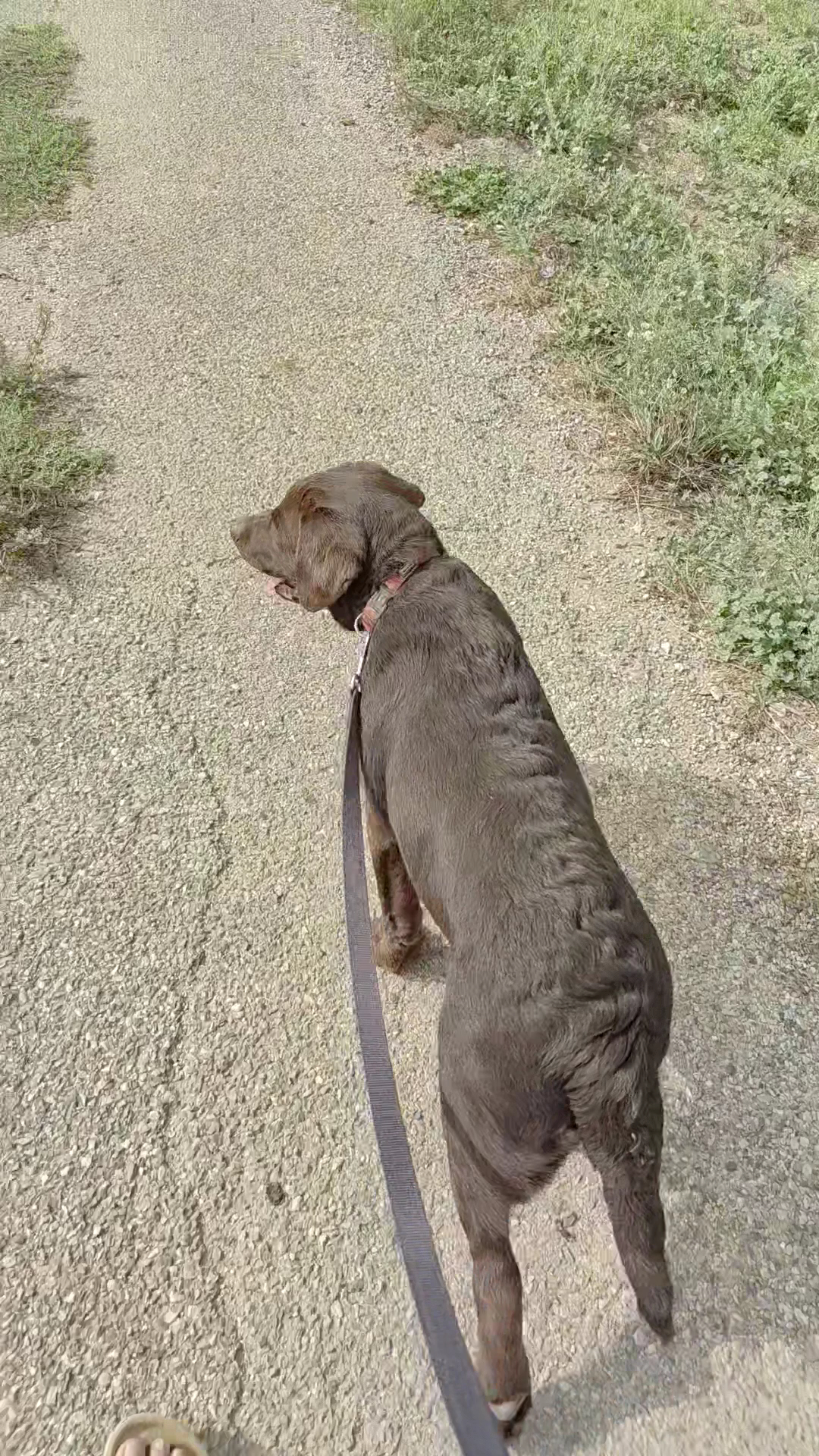 Help Educanine — photo