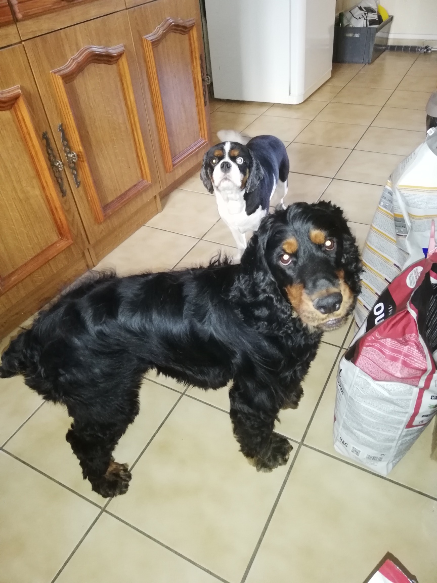Cani'Bonheur — photo
