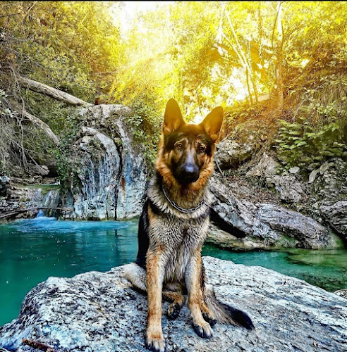 Dog Attitude