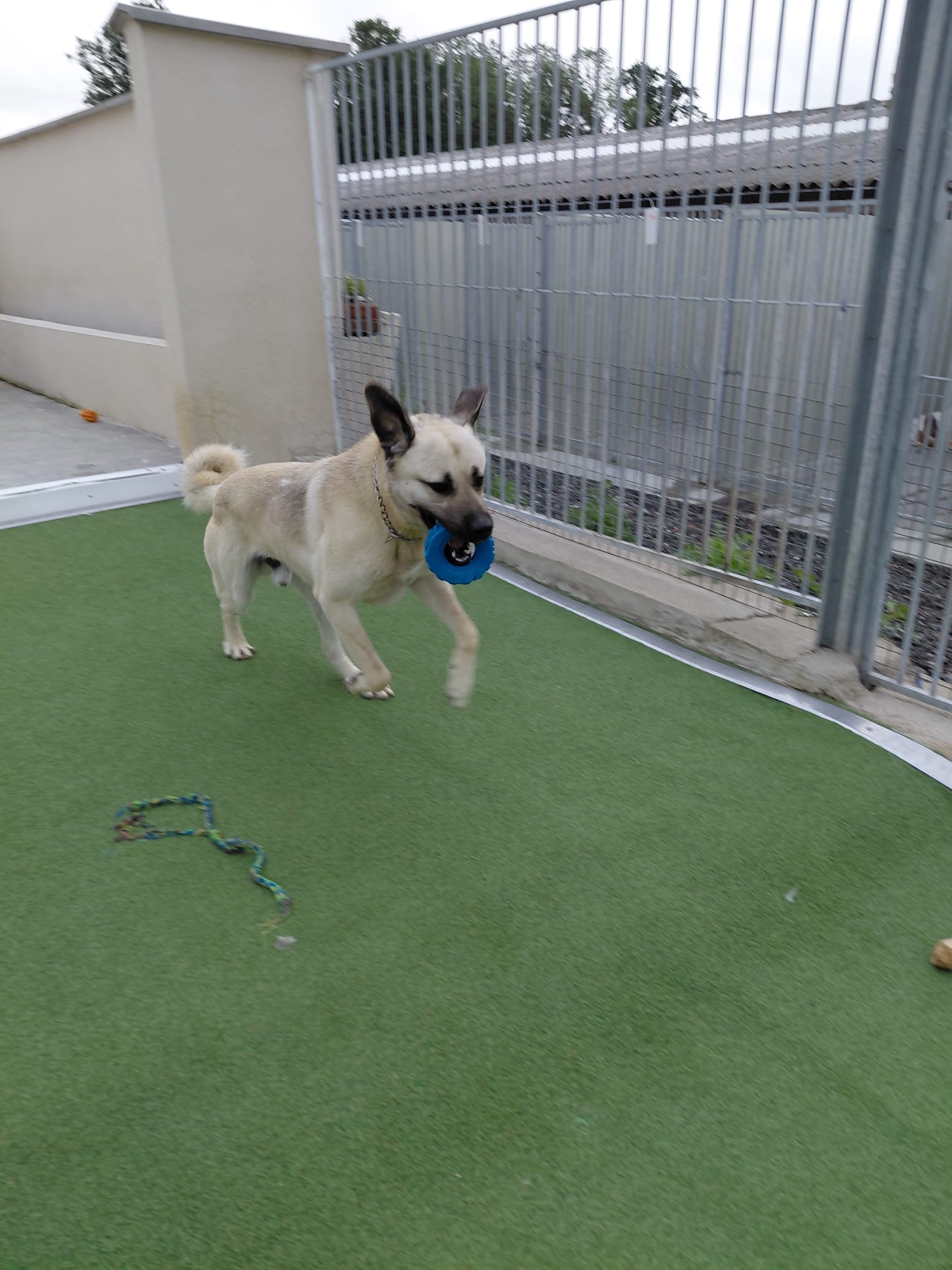 Pension Canine des Sources de la Liane — photo