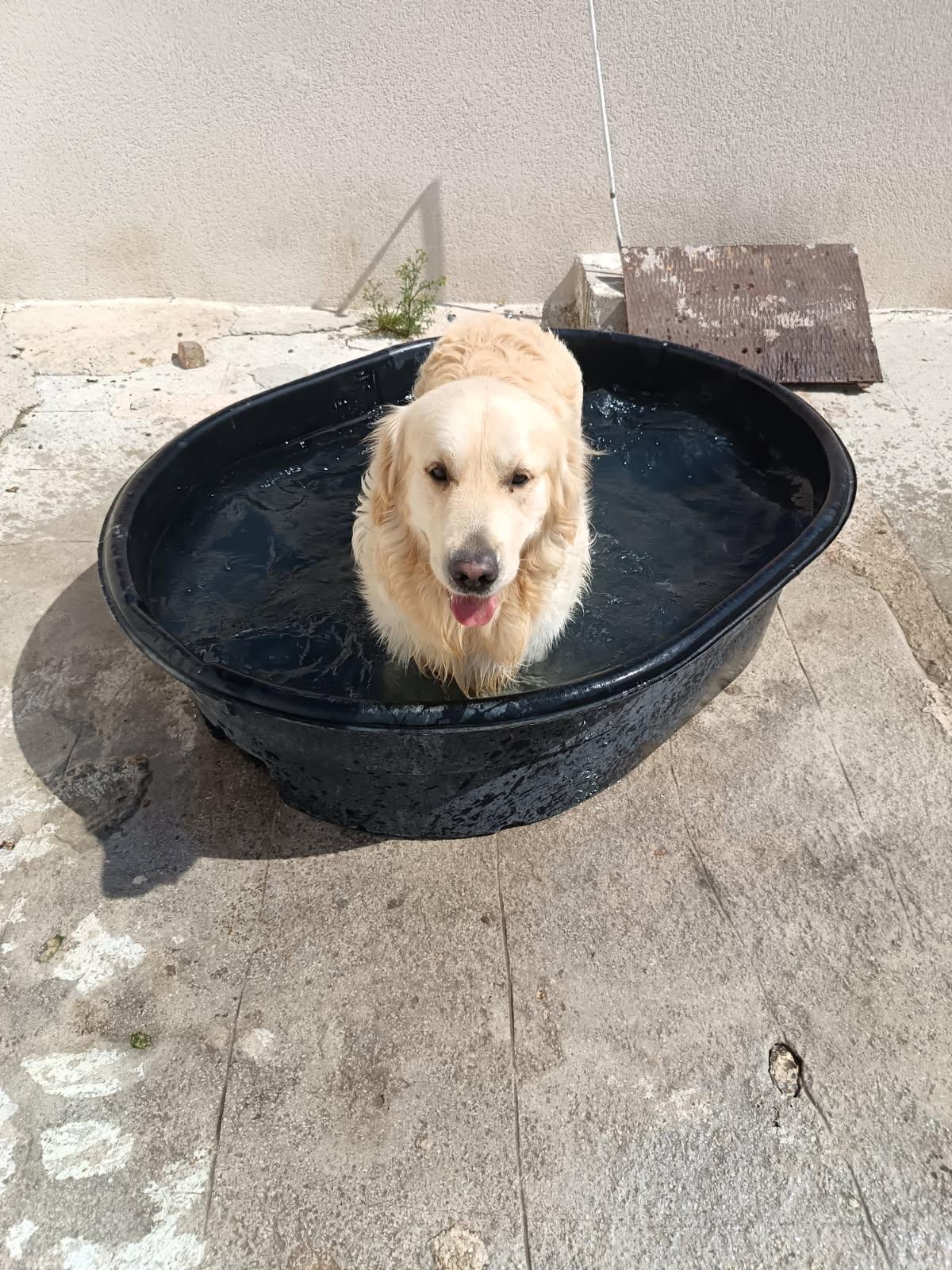 Pension Canine des Sources de la Liane — photo