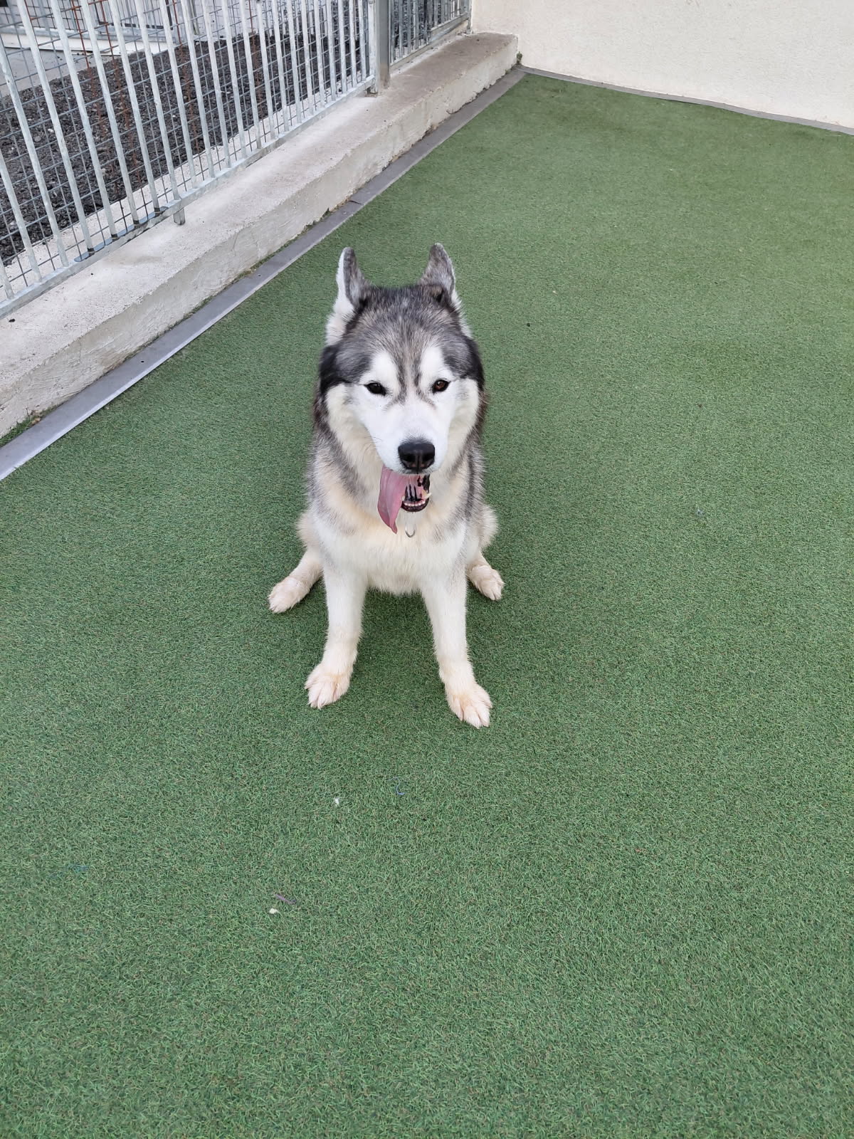 Pension Canine des Sources de la Liane — photo
