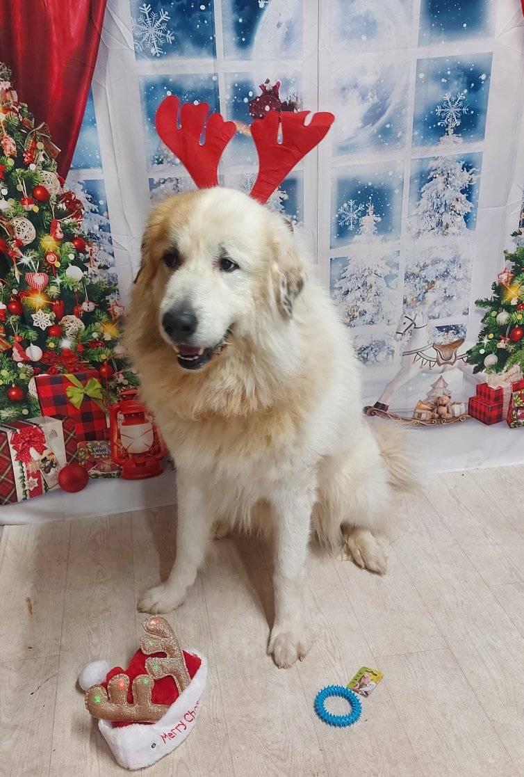 Pension Canine des Sources de la Liane — photo
