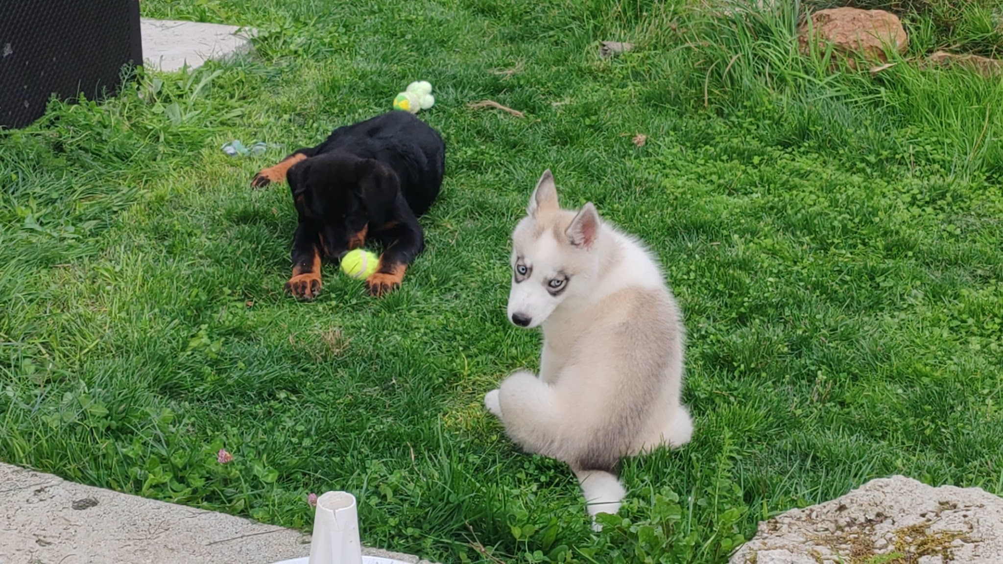 Educateur canin éducation chiot Lionheart Edu'canin- Educateur canin ,Comportementaliste Canin, garde chien, pet sitter — photo