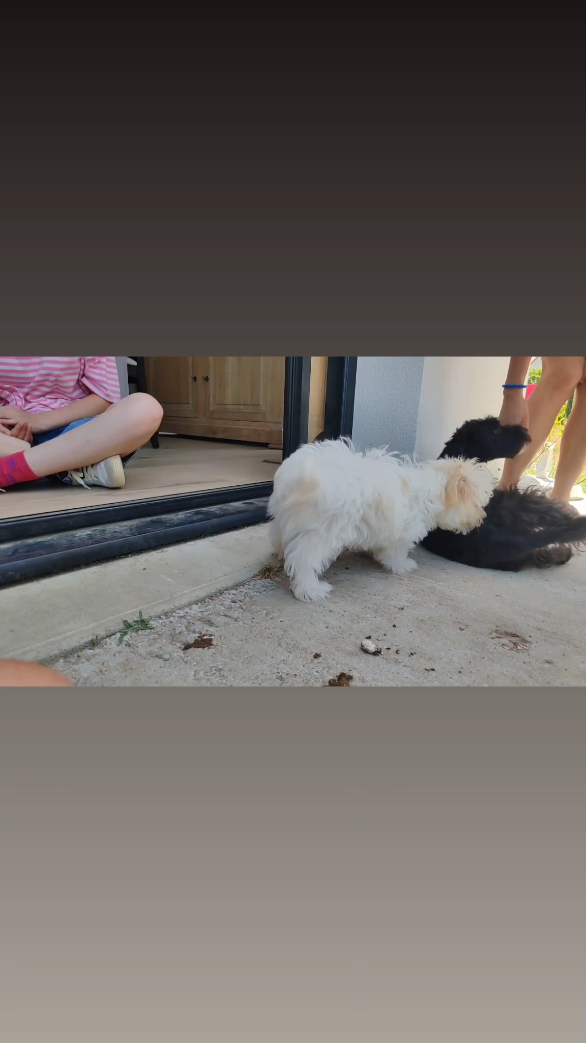 Educateur canin éducation chiot Lionheart Edu'canin- Educateur canin ,Comportementaliste Canin, garde chien, pet sitter — photo