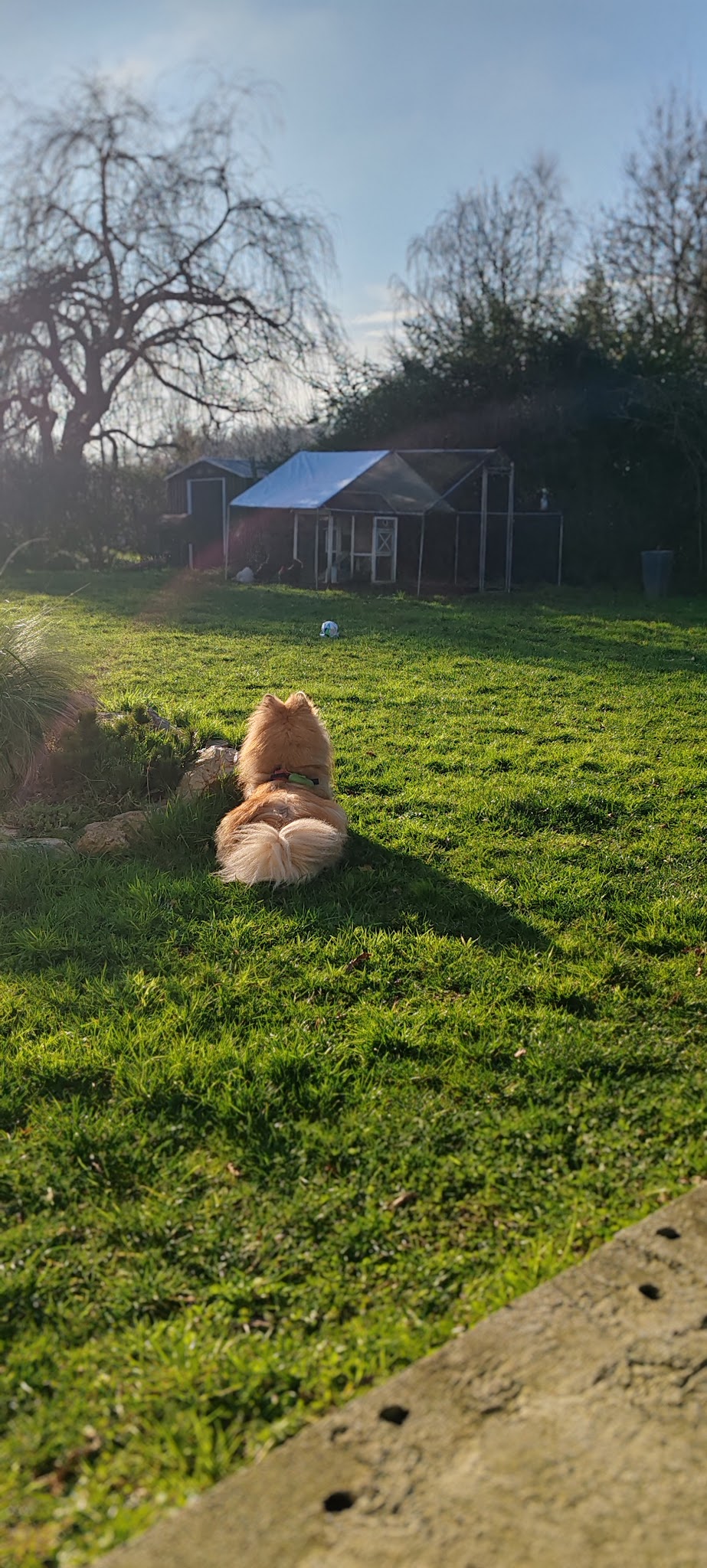 Educateur canin éducation chiot Lionheart Edu'canin- Educateur canin ,Comportementaliste Canin, garde chien, pet sitter — photo