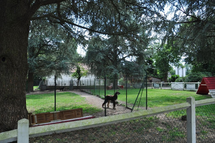 Elevage de la Mailleraye - Little Champs - Pension Canine