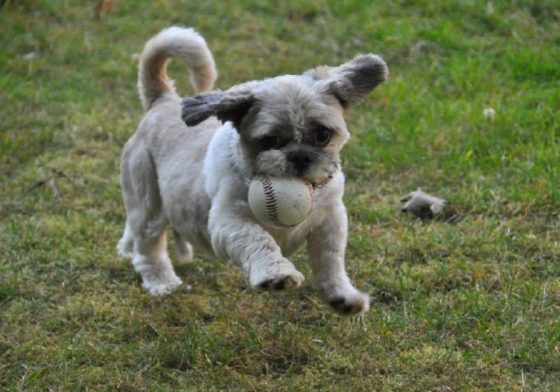 Elevage de la Mailleraye - Little Champs - Pension Canine — photo