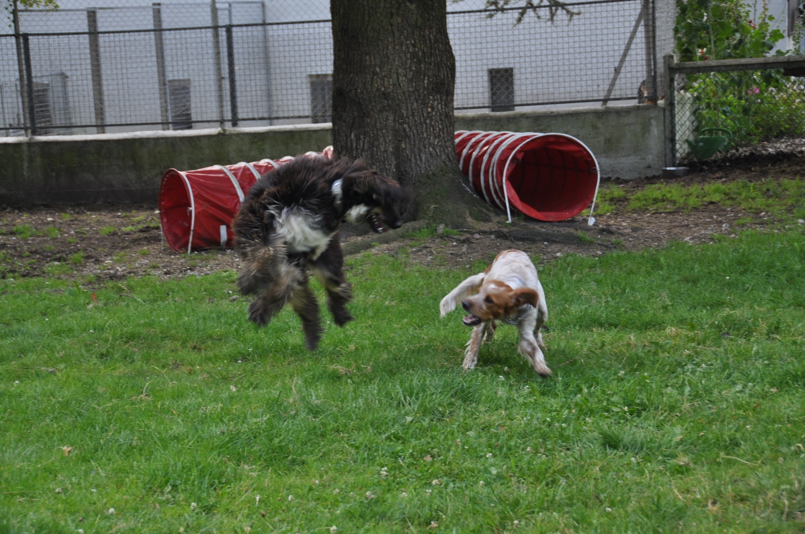 Elevage de la Mailleraye - Little Champs - Pension Canine — photo