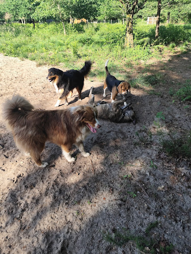 Pension canine Loulous Landes