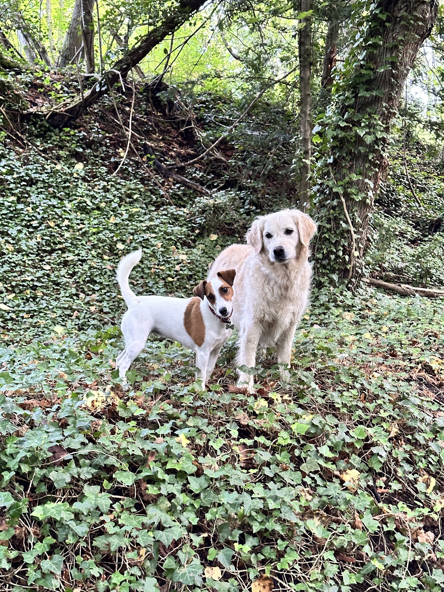 Una&Co Pet Services — photo