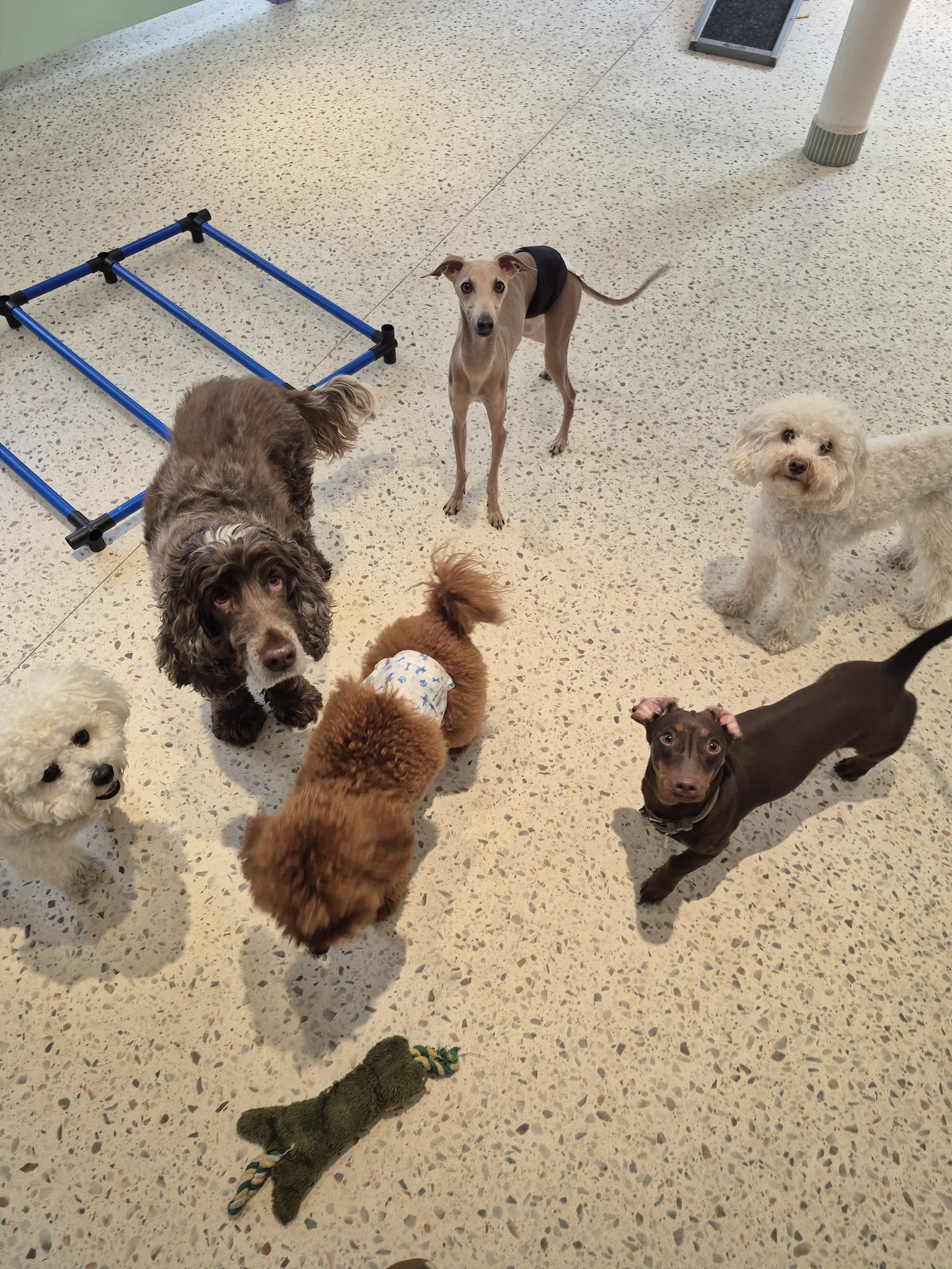 Crèche Waggy — photo