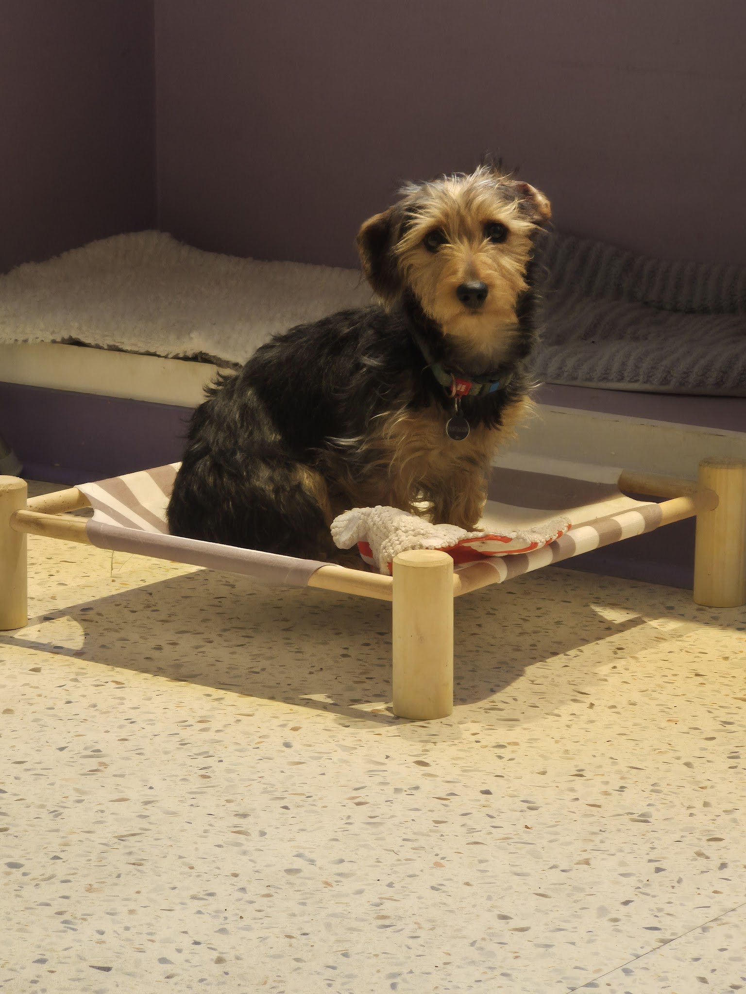 Crèche Waggy — photo