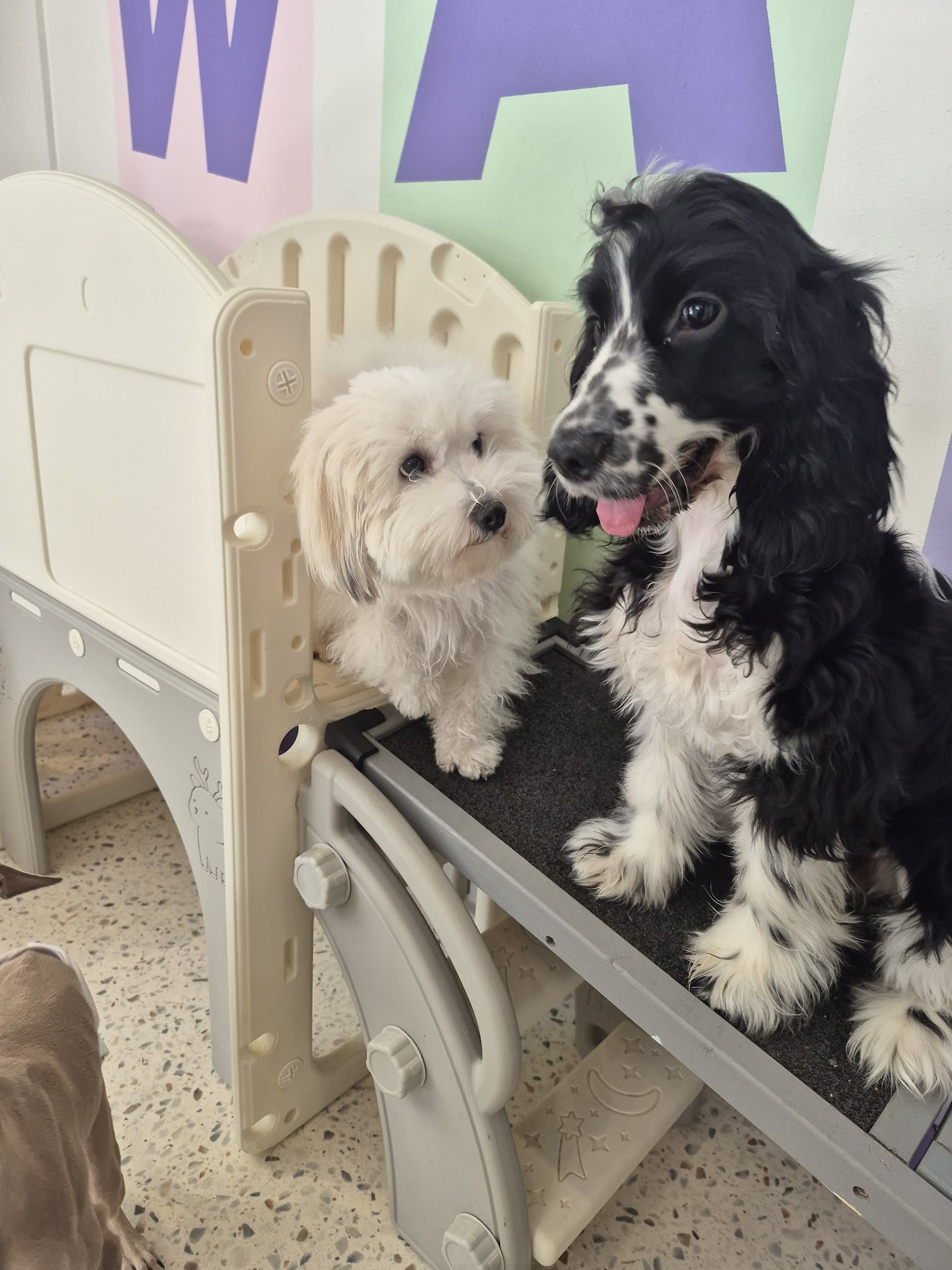 Crèche Waggy — photo