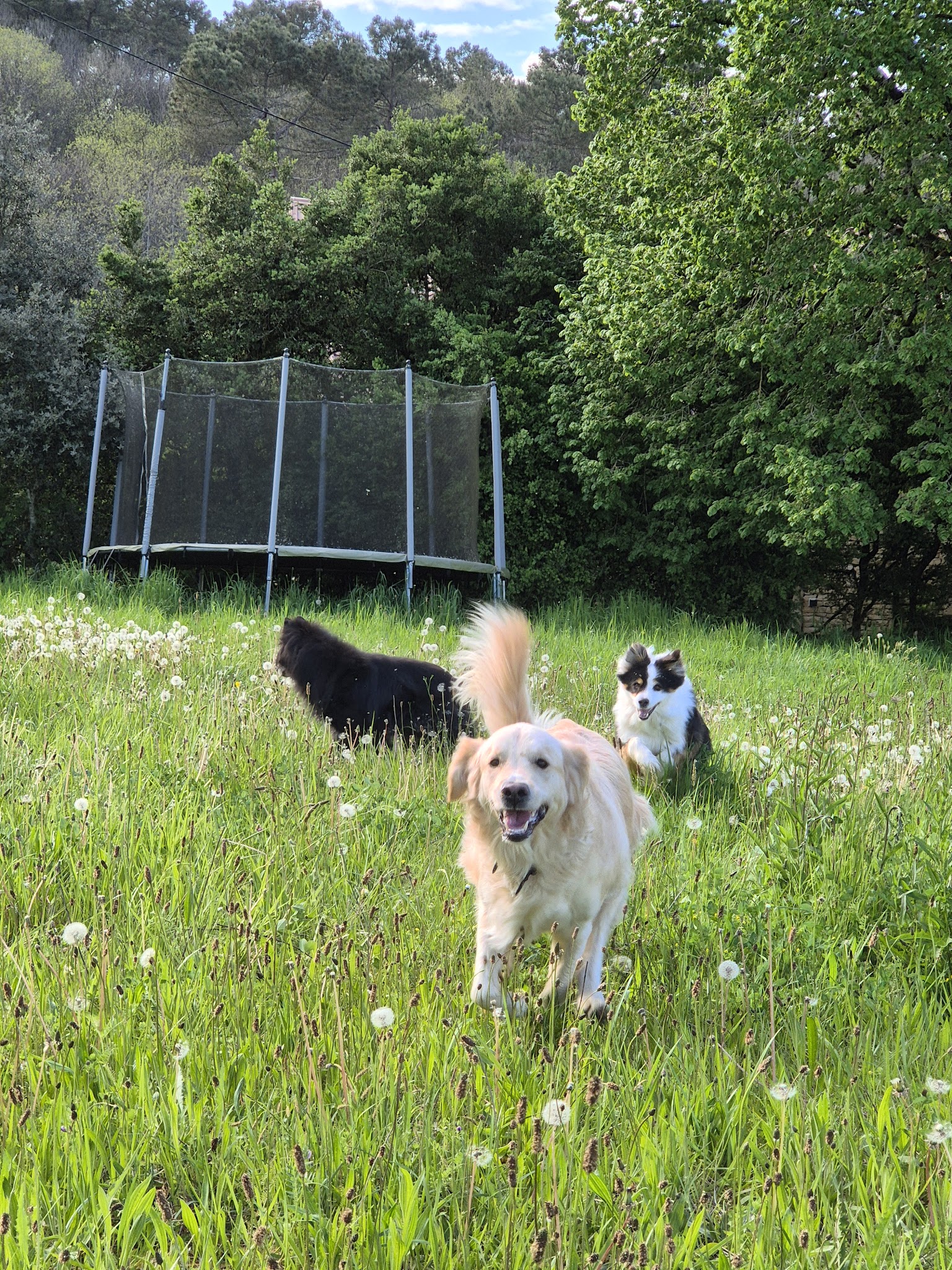 Toutou en Vacances — photo