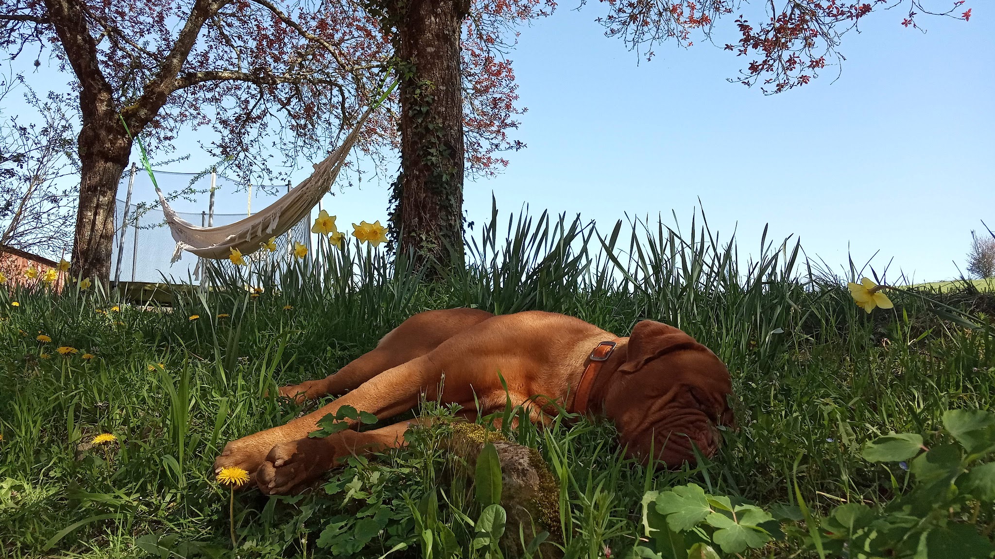 Toutou en Vacances