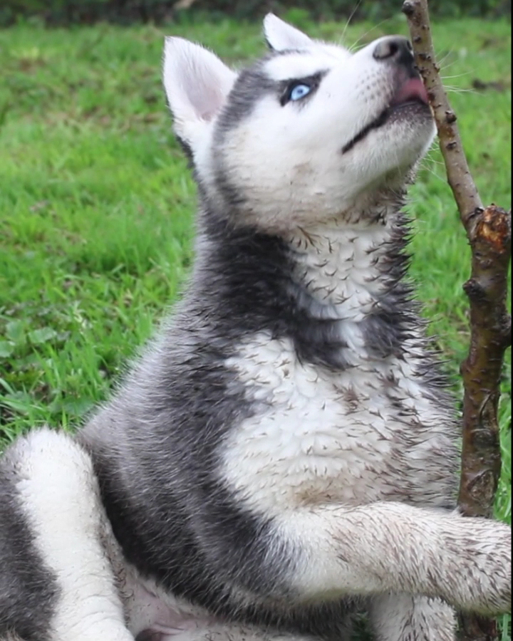 Premier Jour de Neige Élevage et Pension Familiale et professionnelle Husky Sibérien, Terre-neuve, Doberman — photo
