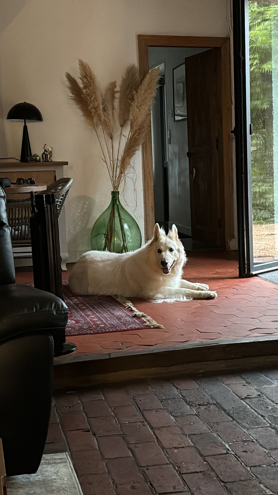 La patte dans la main — photo