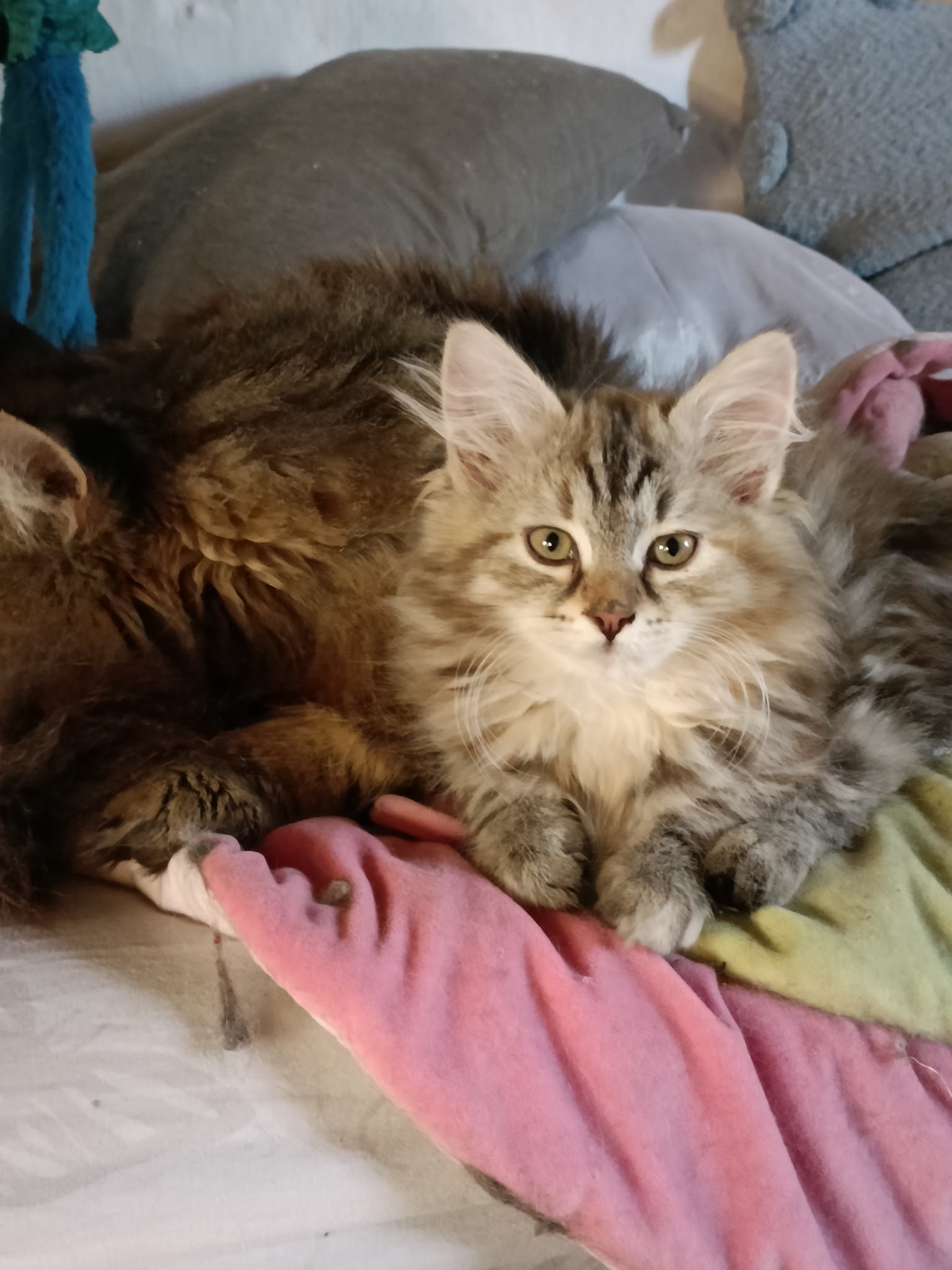 Les bouilles d'amour — photo