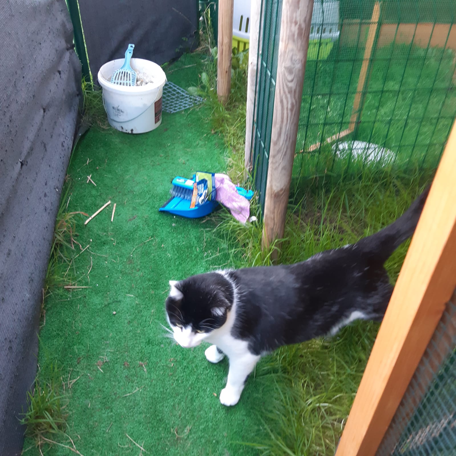 Pension canine et féline des 4'Pattes — photo