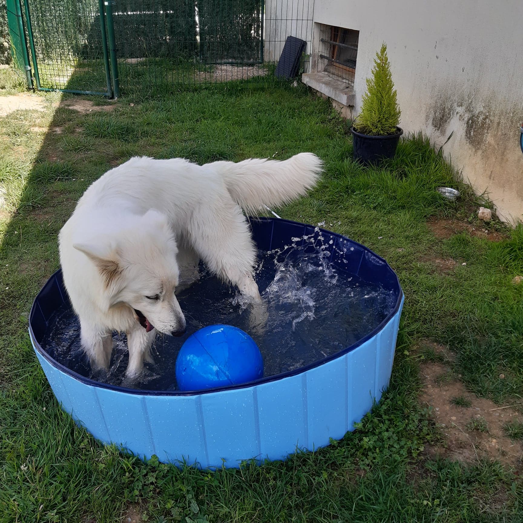 Pension canine et féline des 4'Pattes — photo