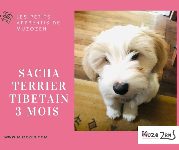 MUZOZEN Comportementaliste Chat et Chien-Educateur canin Garde à Domicile chat et lapin