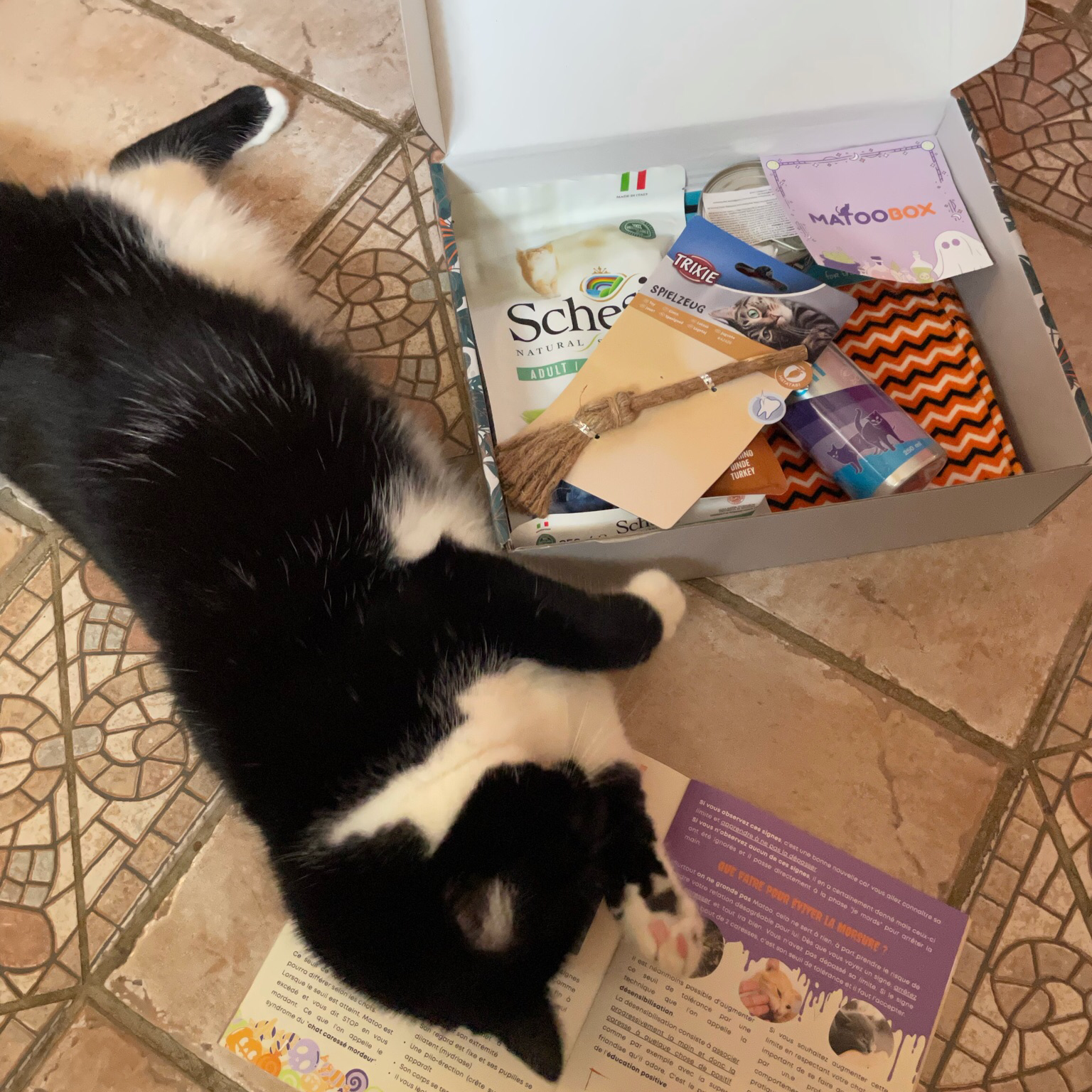 MUZOZEN Comportementaliste Chat et Chien-Educateur canin Garde à Domicile chat et lapin — photo
