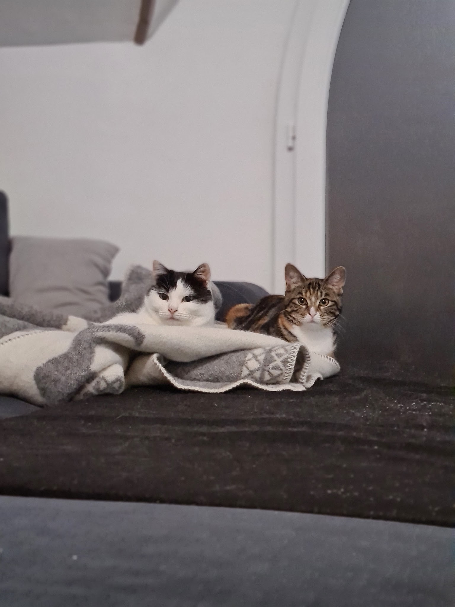 MUZOZEN Comportementaliste Chat et Chien-Educateur canin Garde à Domicile chat et lapin — photo