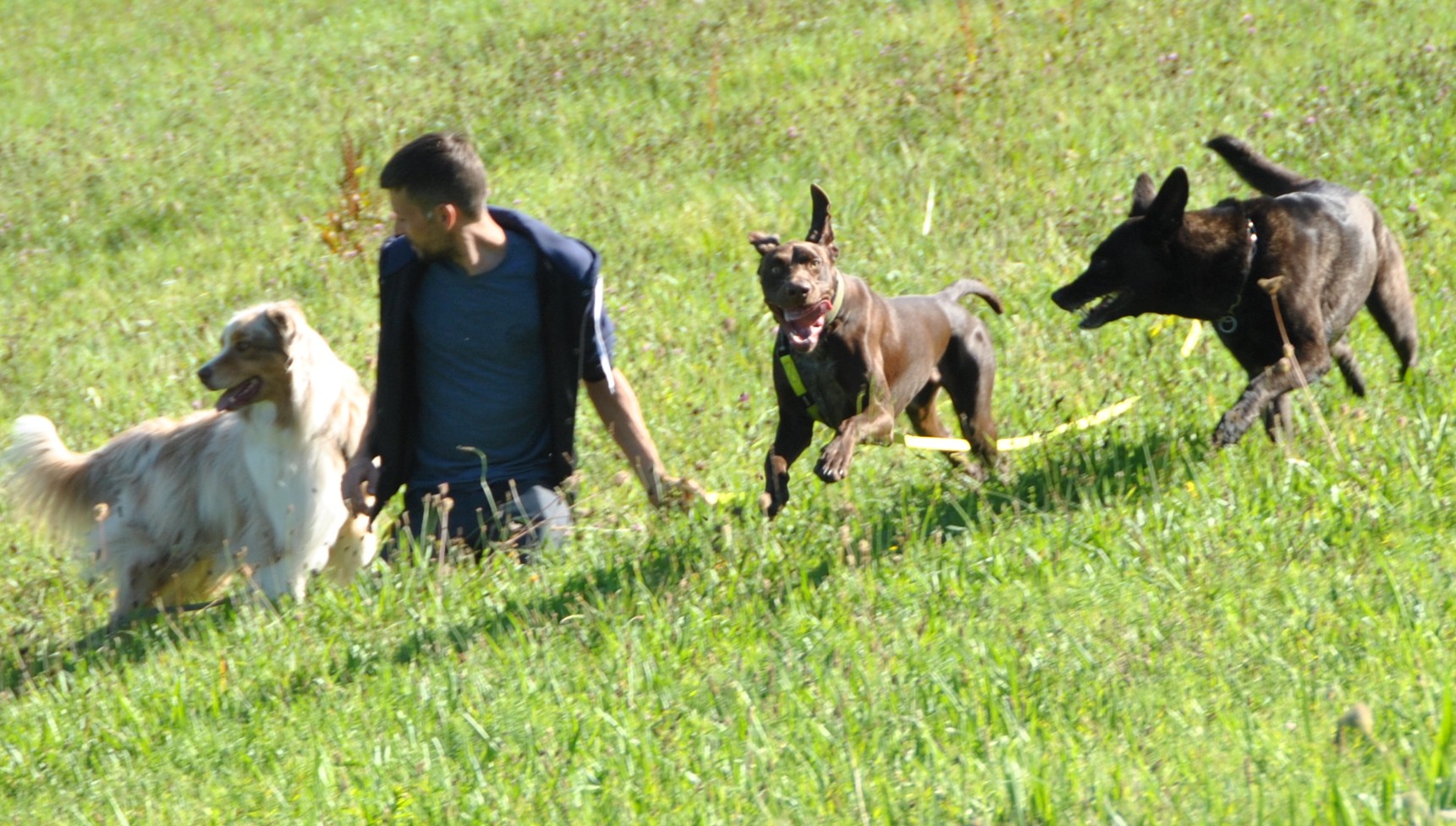 OXALI pôle canin — photo