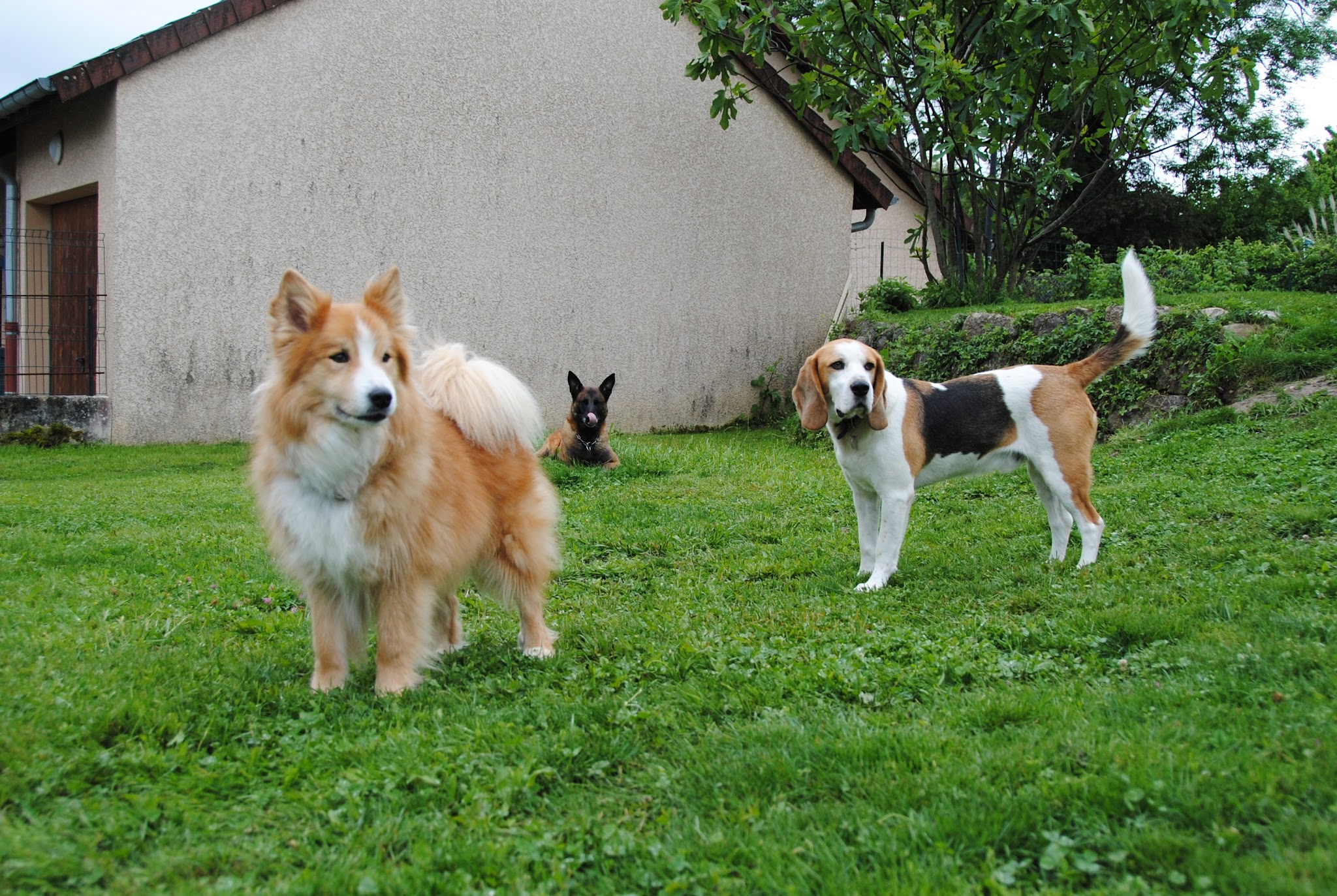 OXALI pôle canin — photo