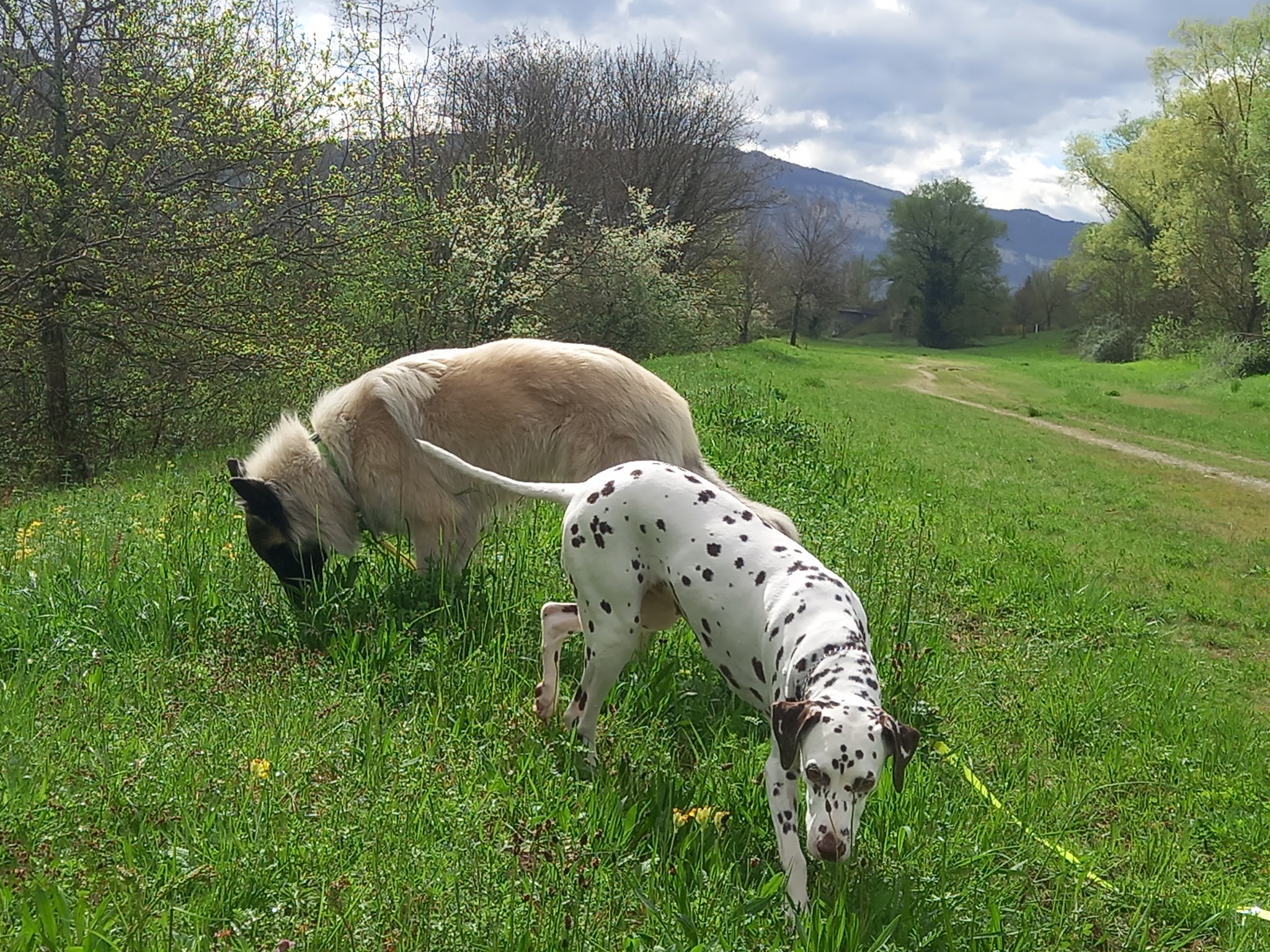 OXALI pôle canin — photo