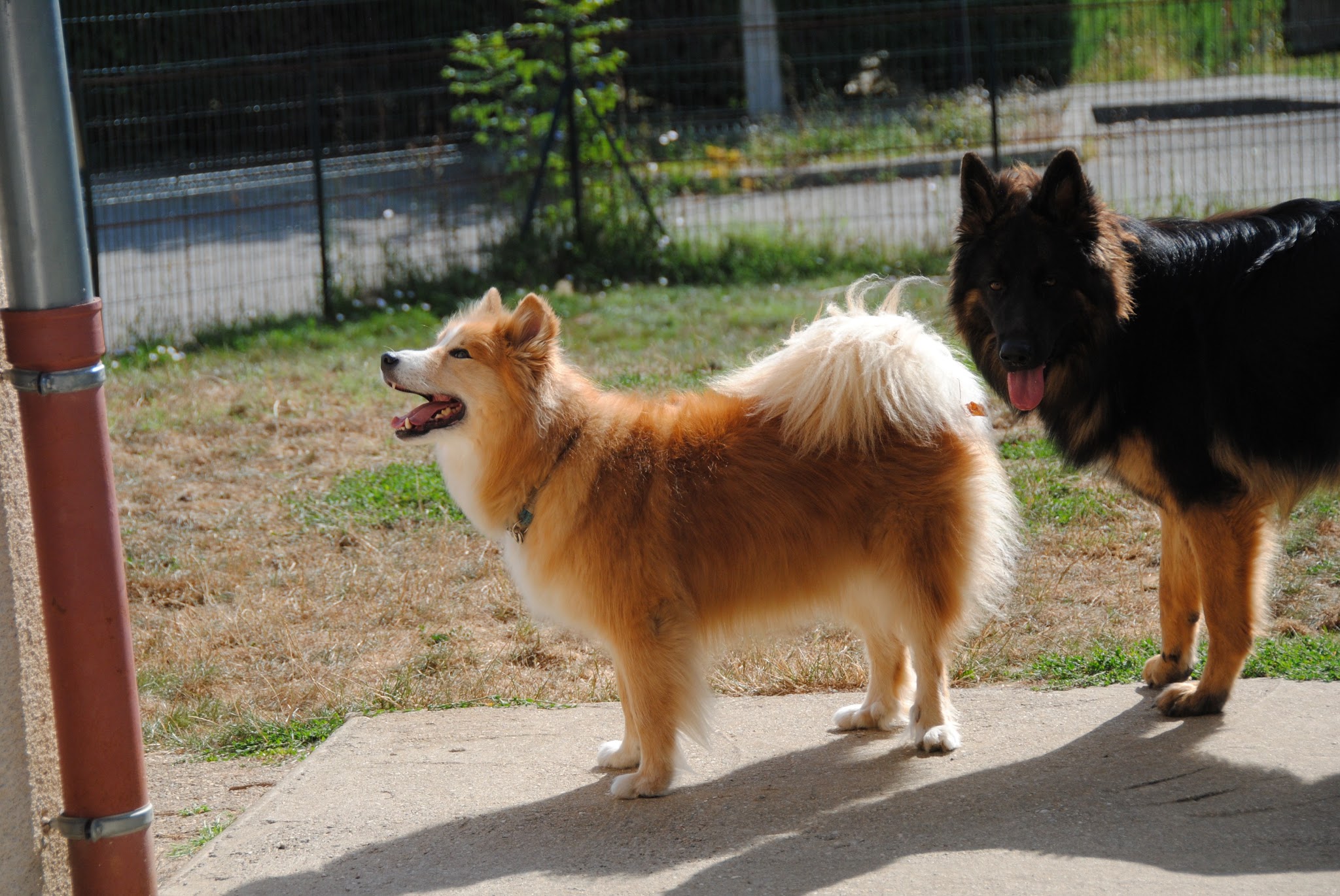 OXALI pôle canin — photo