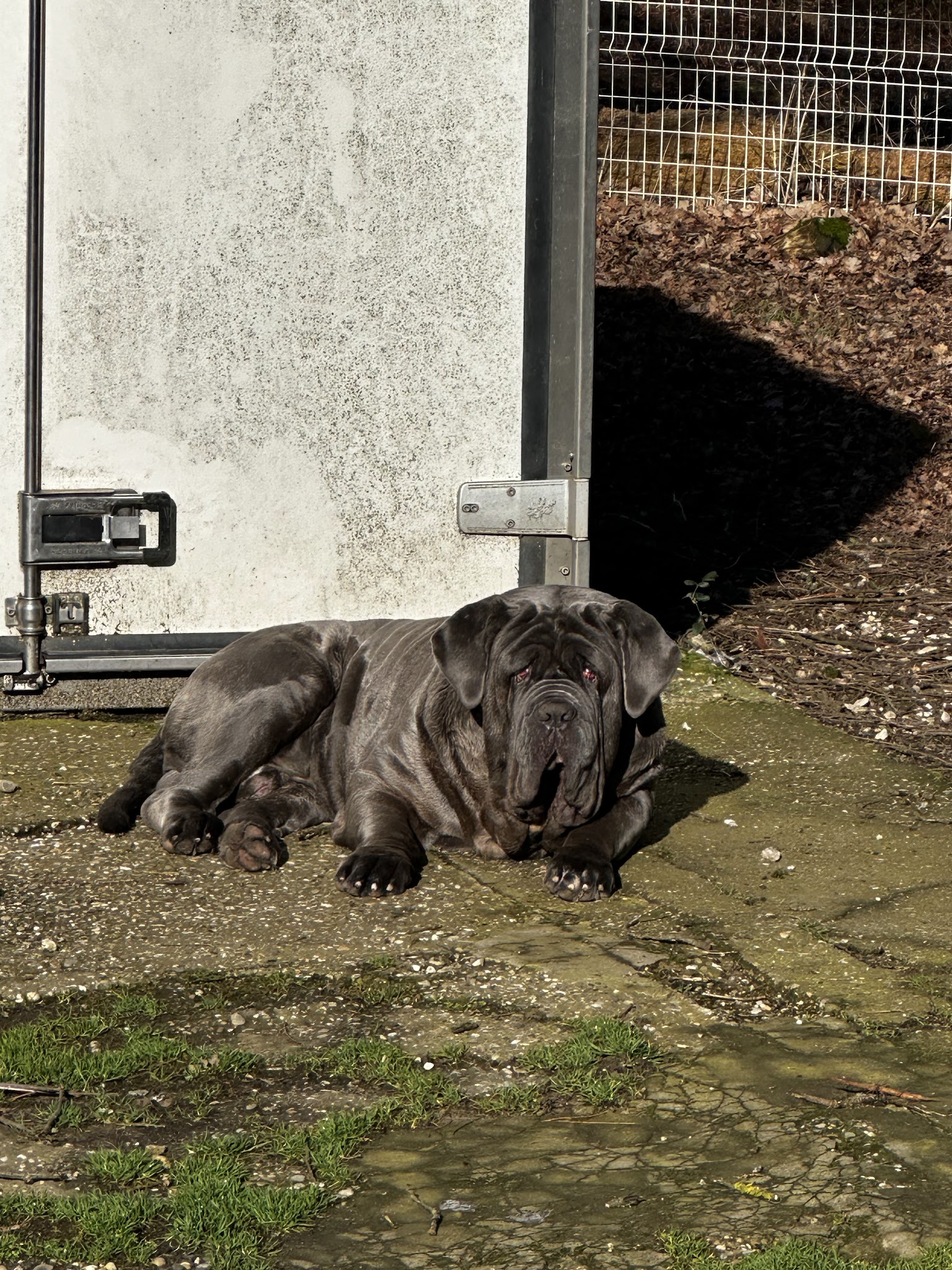 Pension canine des Taravas — photo