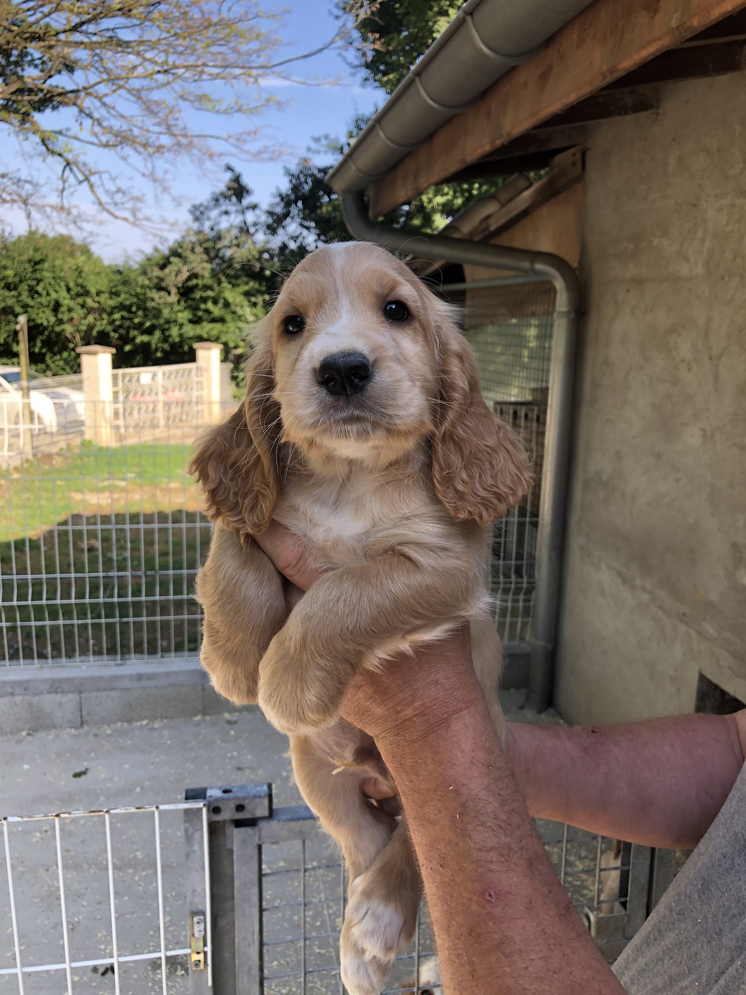 Pension canine des Taravas — photo