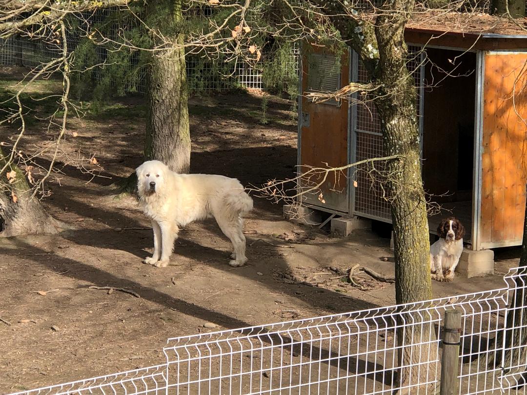 Pension canine des Taravas — photo