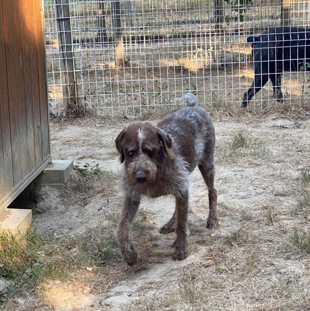 Pension canine des Taravas — photo