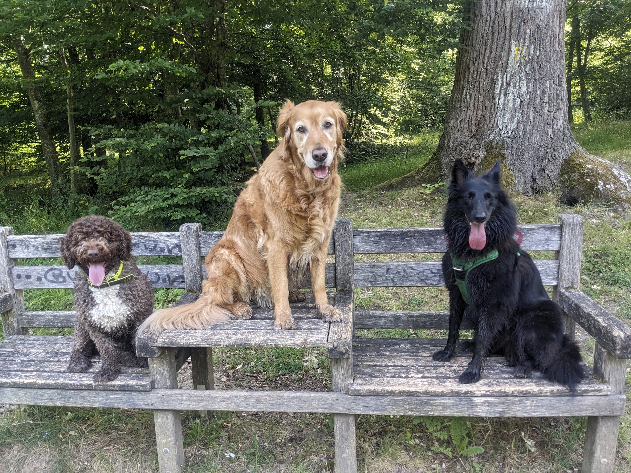 Happy Dogs and You — photo