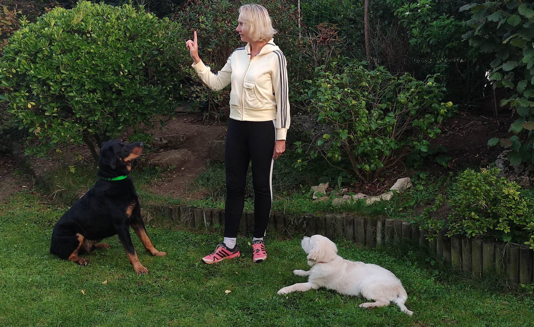 Happy Dogs and You — photo