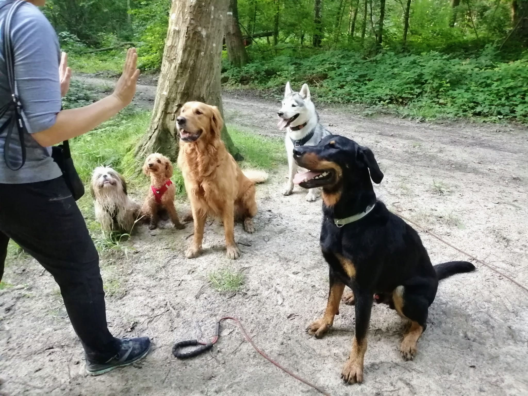 Happy Dogs and You — photo