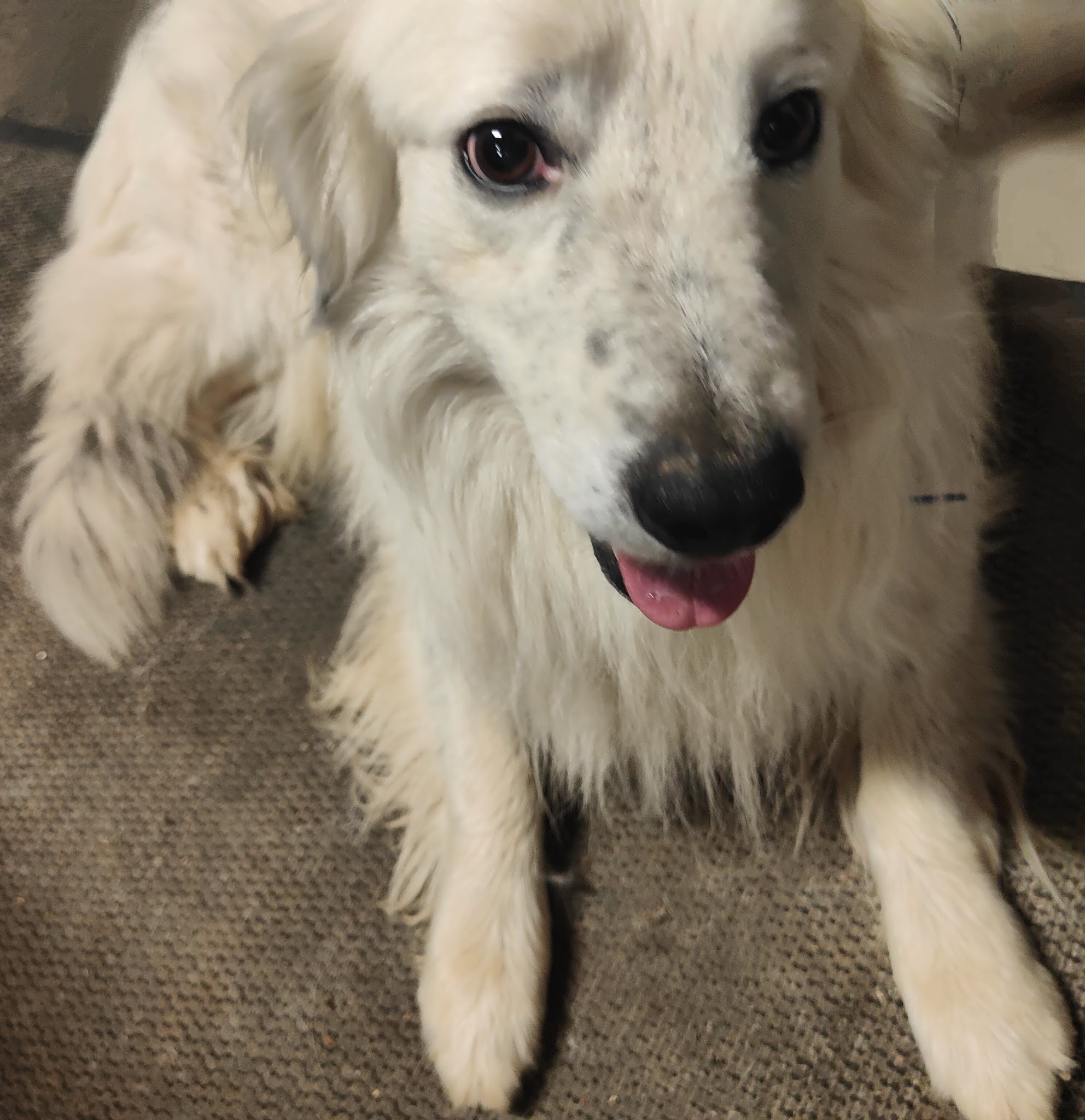 Canicolo (ni cage,ni box) Education canine — photo